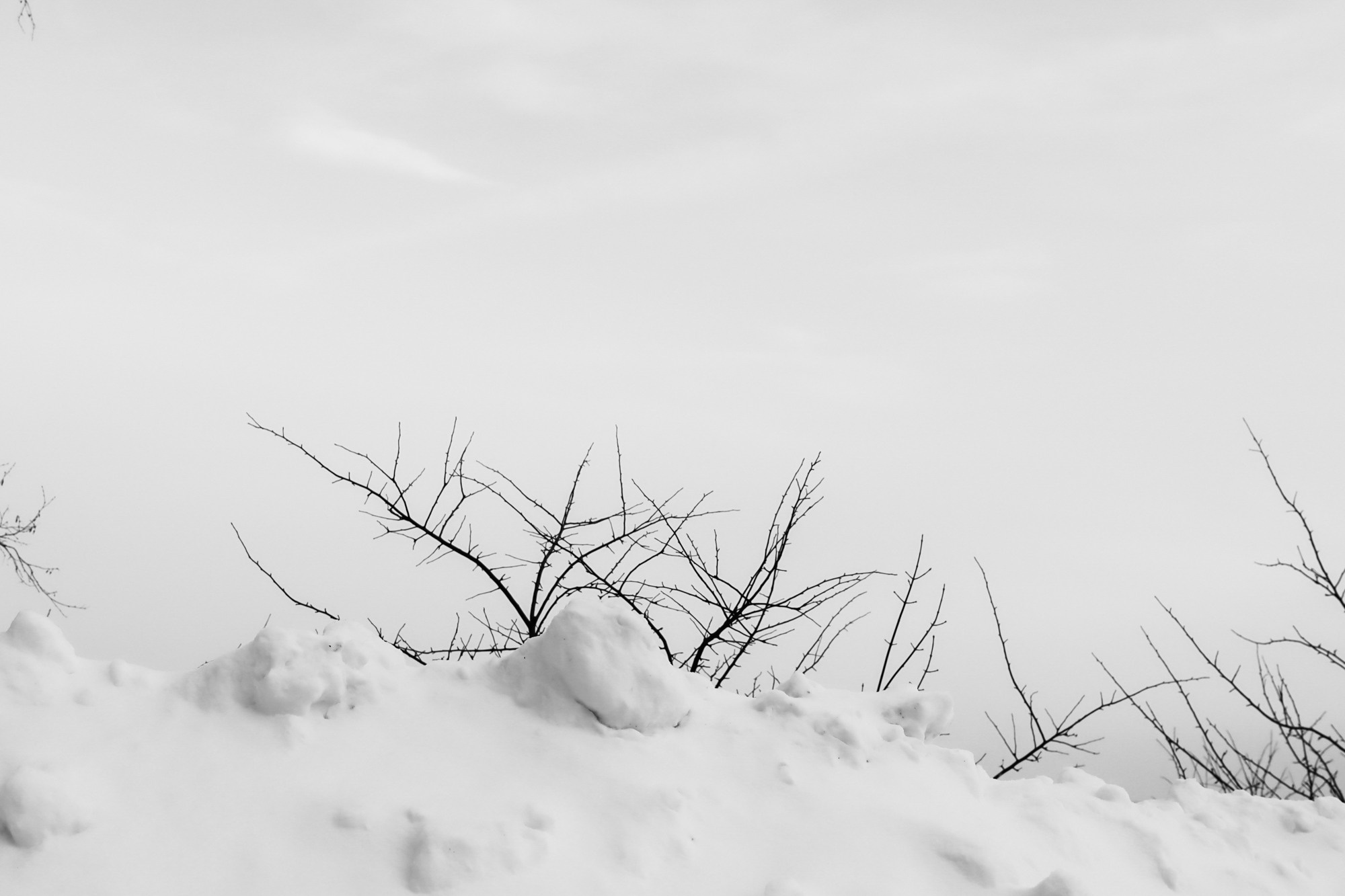 Silent prayer. Tatiana Kireicheva