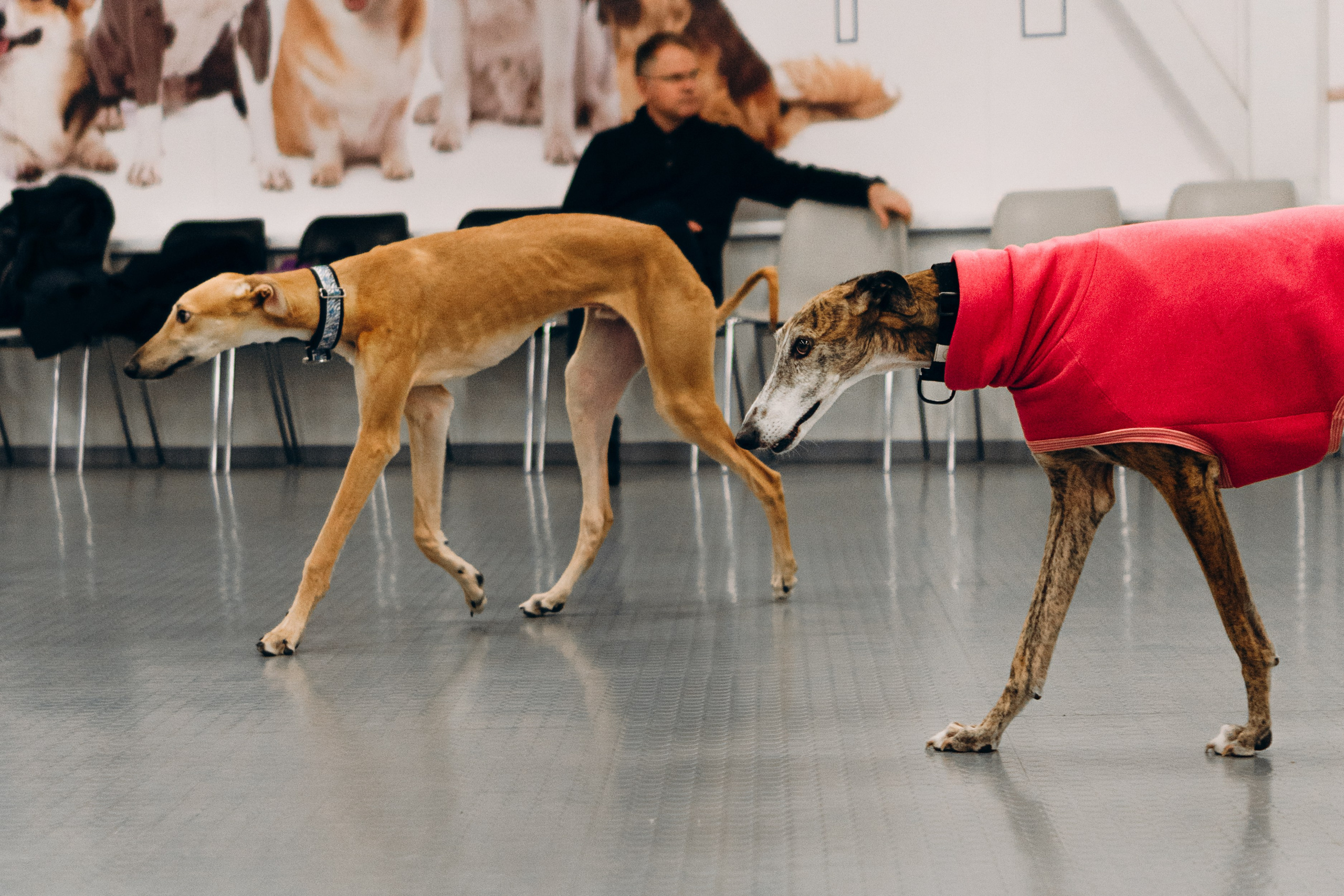 Galgotreff, 9 feb. 2025. Kat Laisaar — Pet photographer in Tallinn