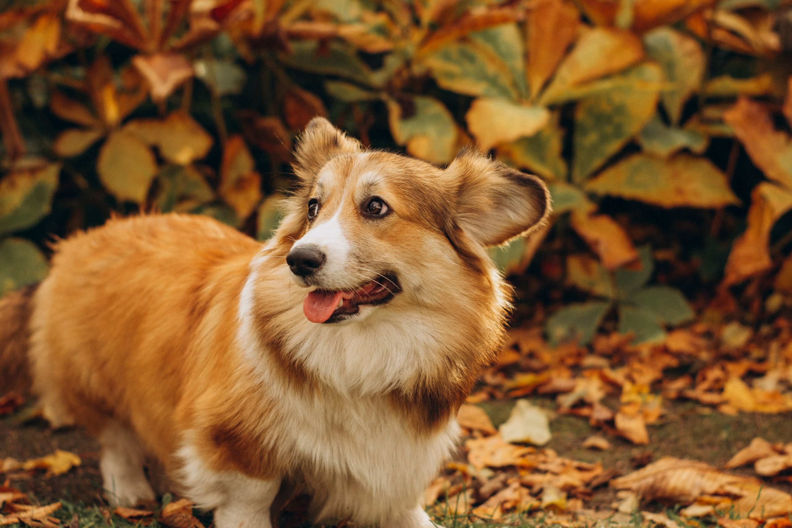 Corgi party, october. Kat Laisaar — Pet photographer in Tallinn