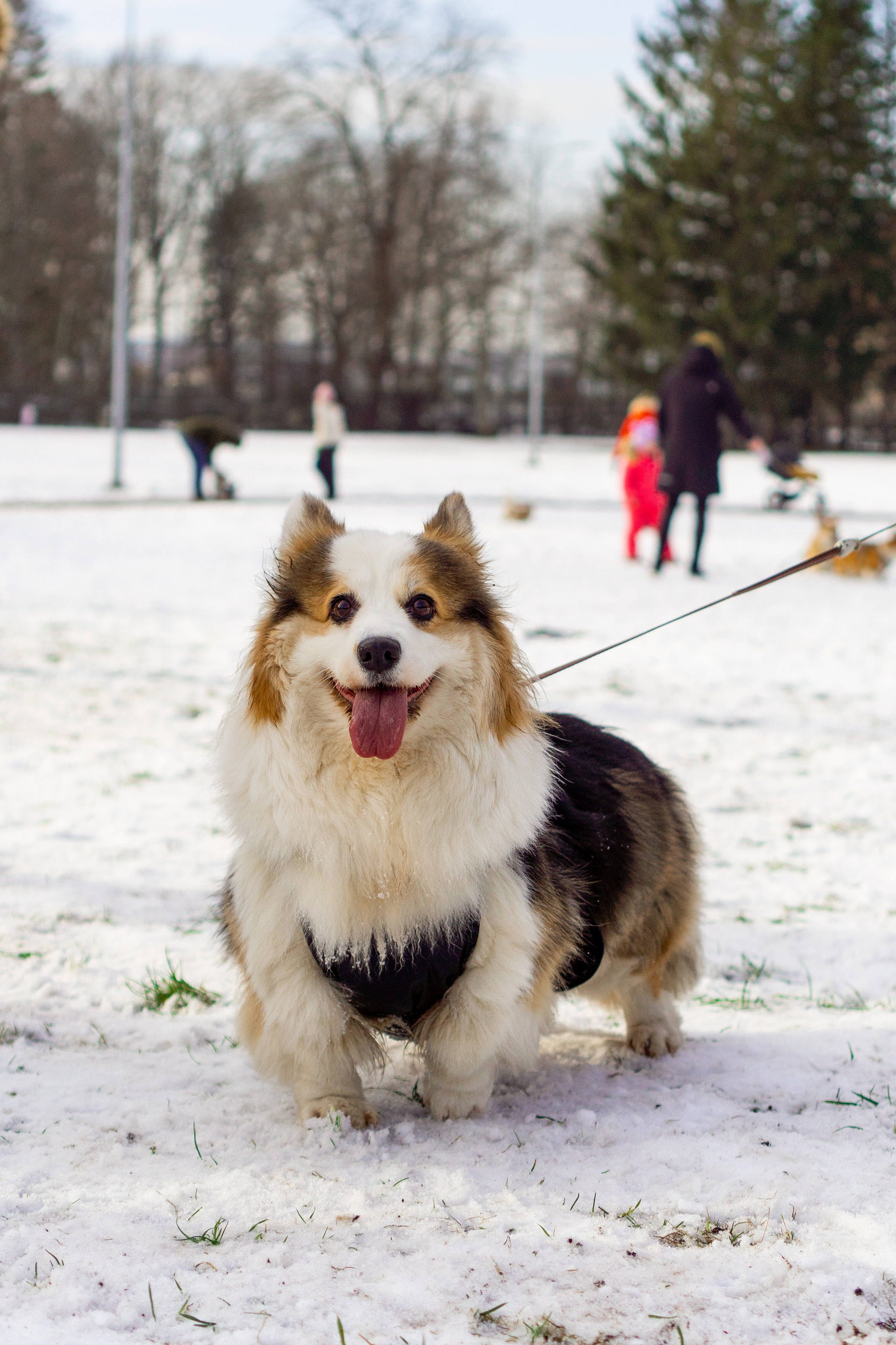 Corgi party, 23 feb. 2025. Kat Laisaar — Pet photographer in Tallinn