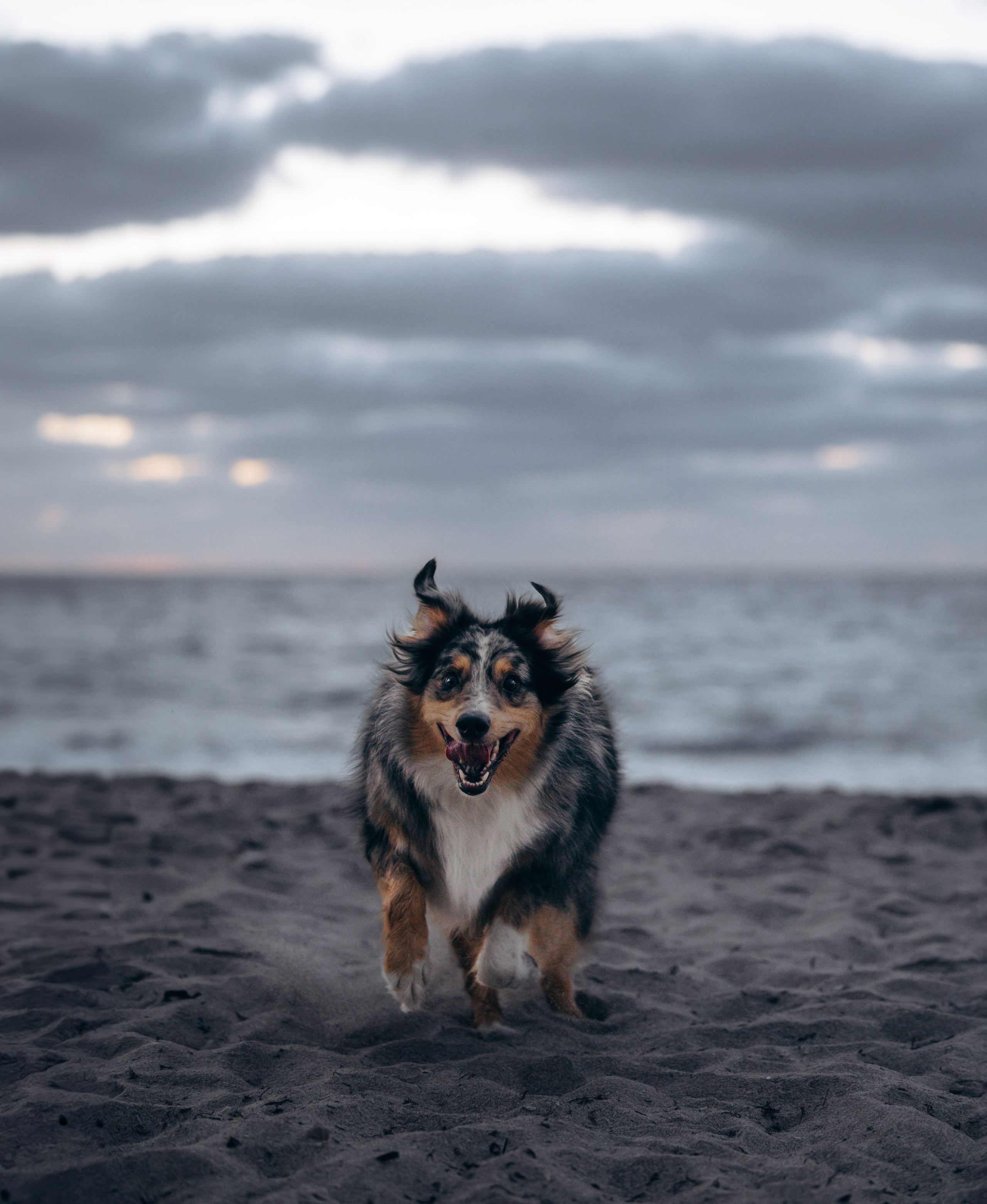 Lou & Eliya. Pet Photographer Viktoriya Aleshenko