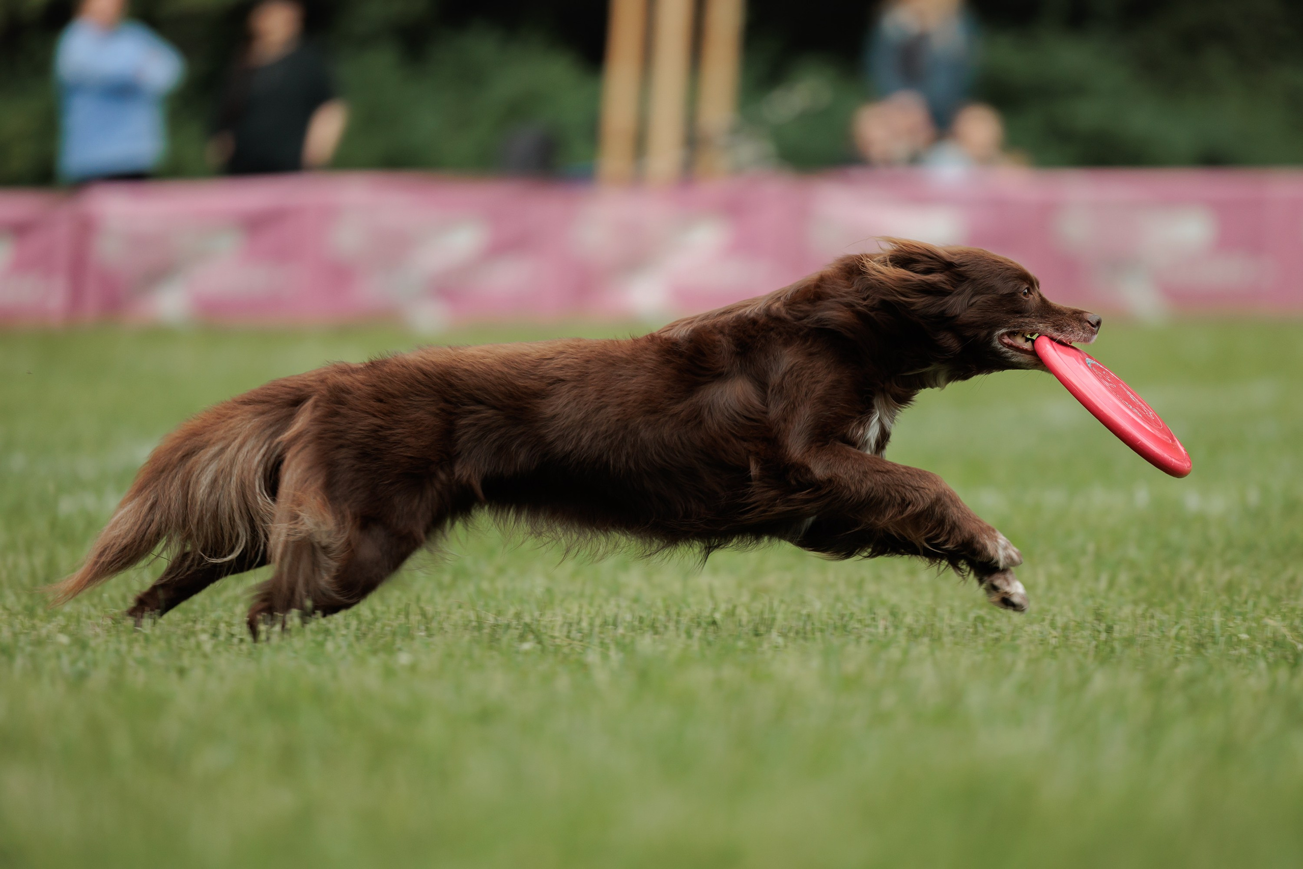 Latające psy, Wrocław'25. Kaja | fotograf psów we Wrocławiu