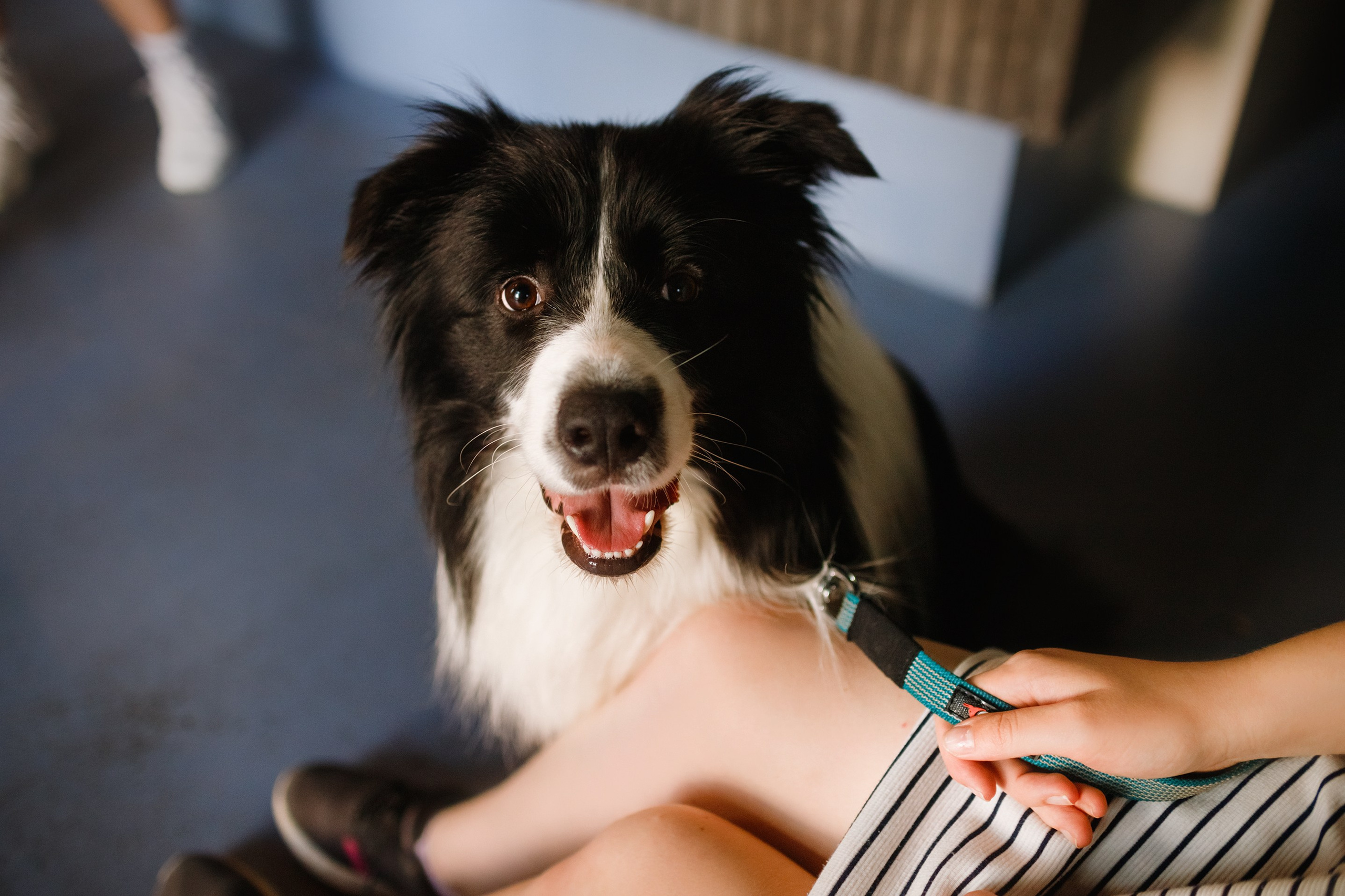 Evgenia & Richard. Kaja | fotograf we Wrocławiu | ludzie i psy
