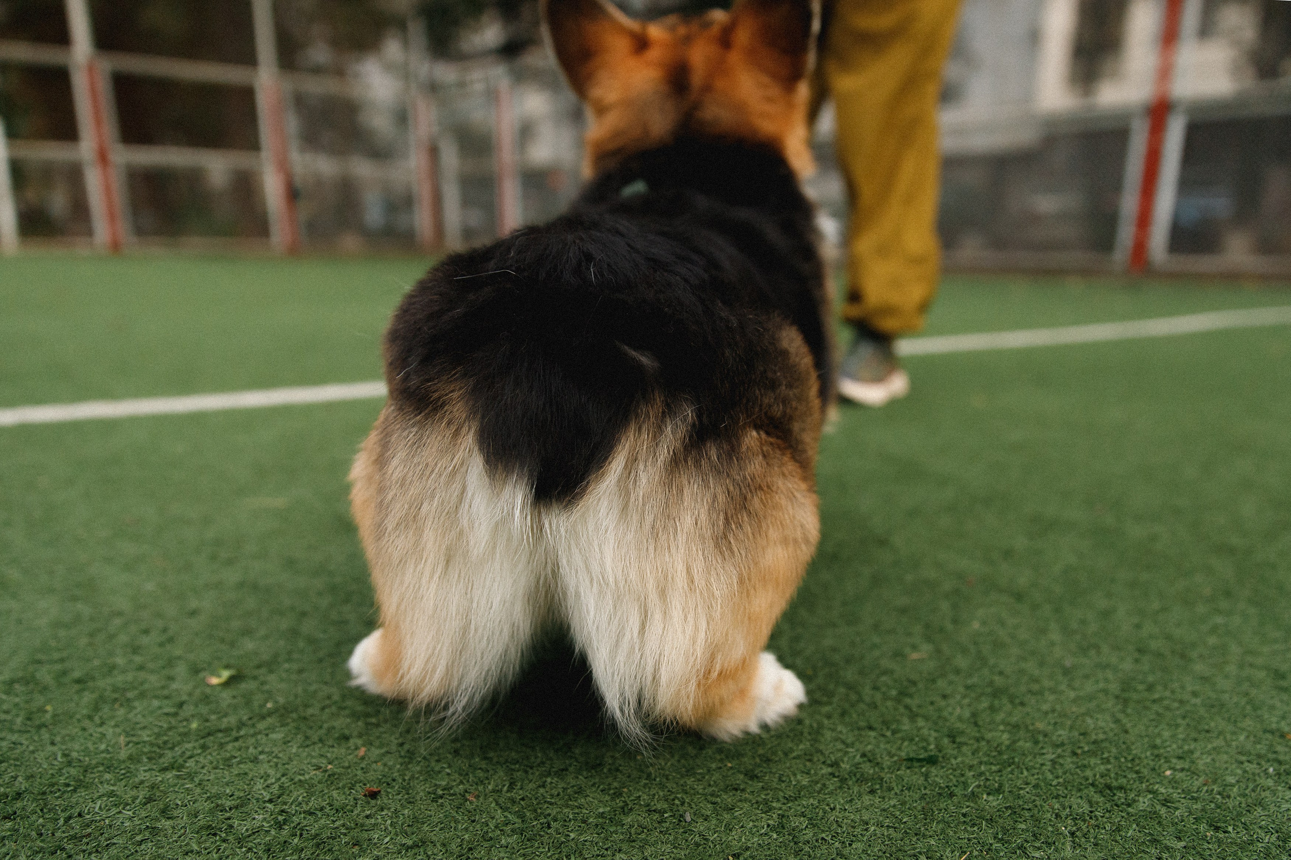 Sasha & Leonid. Kaja | fotograf psów we Wrocławiu