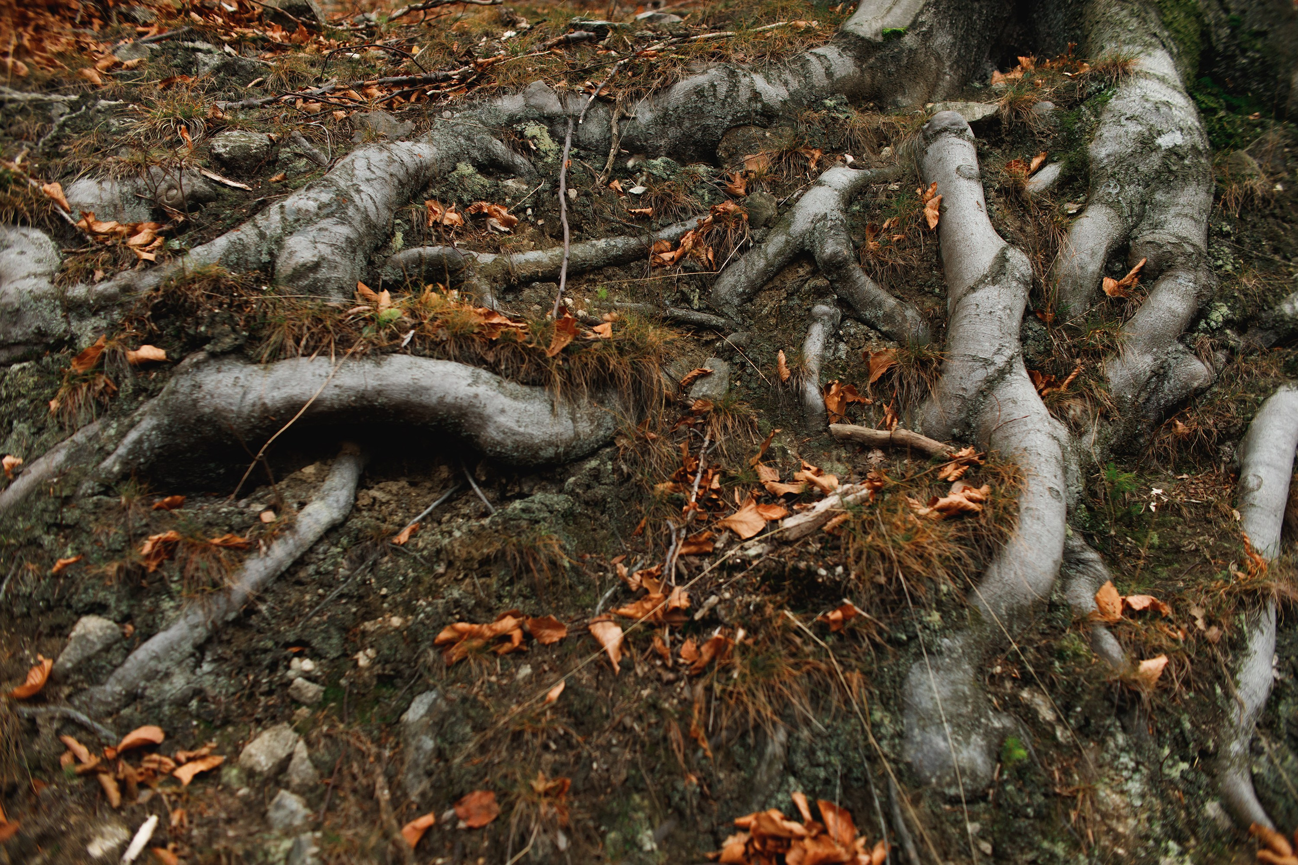 Sowie góry. Kaja | fotograf we Wrocławiu | ludzie i psy