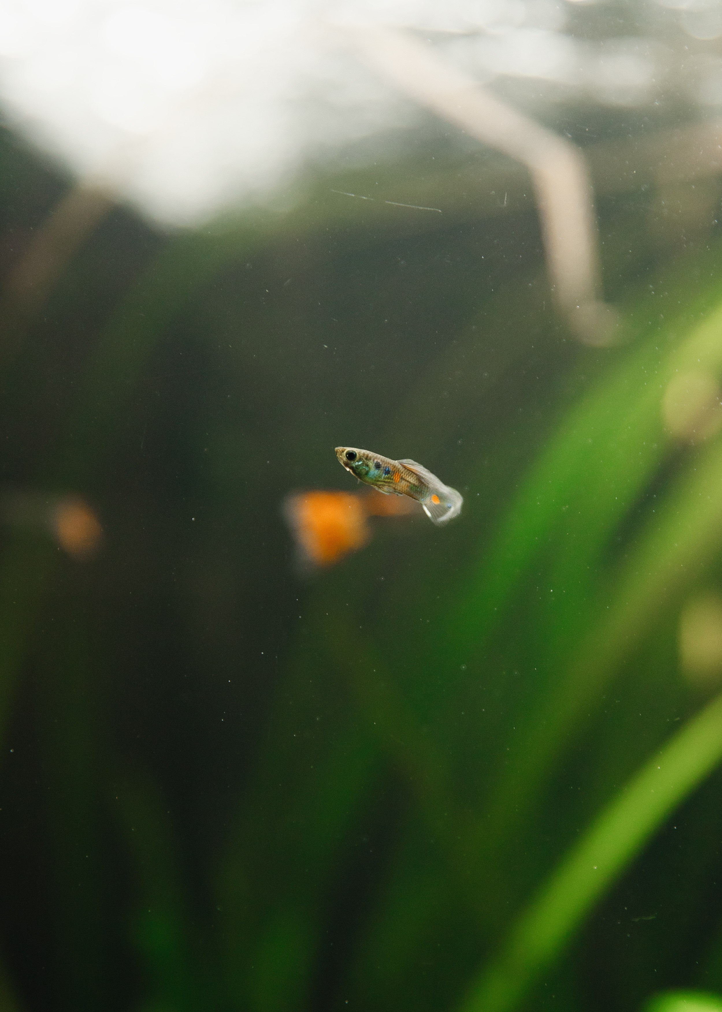 Botanical garden in Wroclaw. Kaja | fotograf we Wrocławiu | ludzie i psy