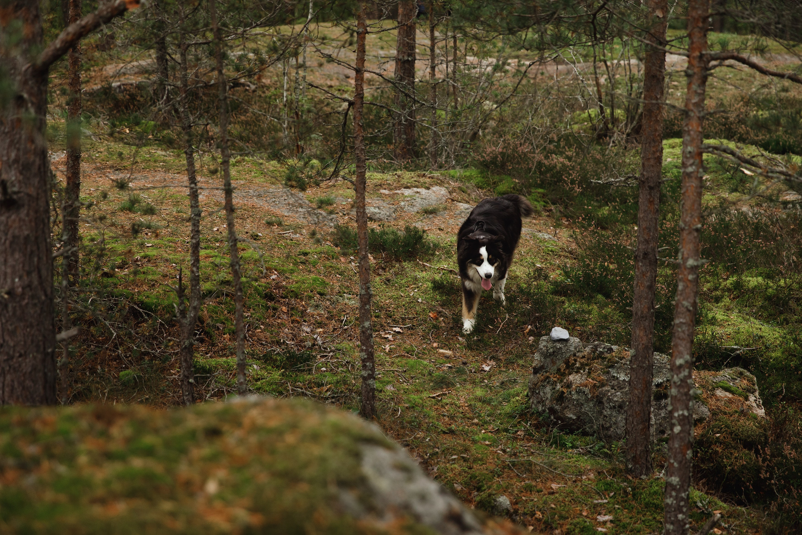 Finnish mossy hills. Kaja | fotograf psów we Wrocławiu