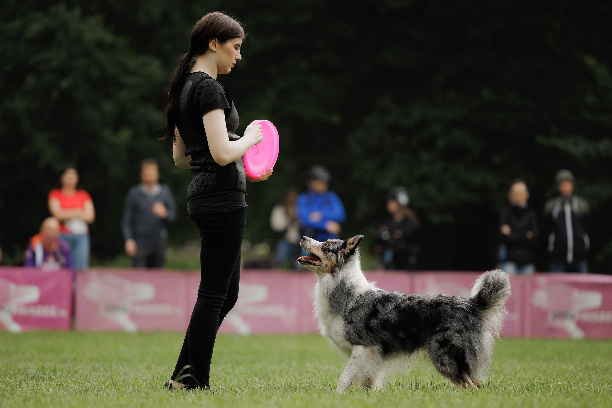 Latające psy, Wrocław'25. Kaja | fotograf psów we Wrocławiu