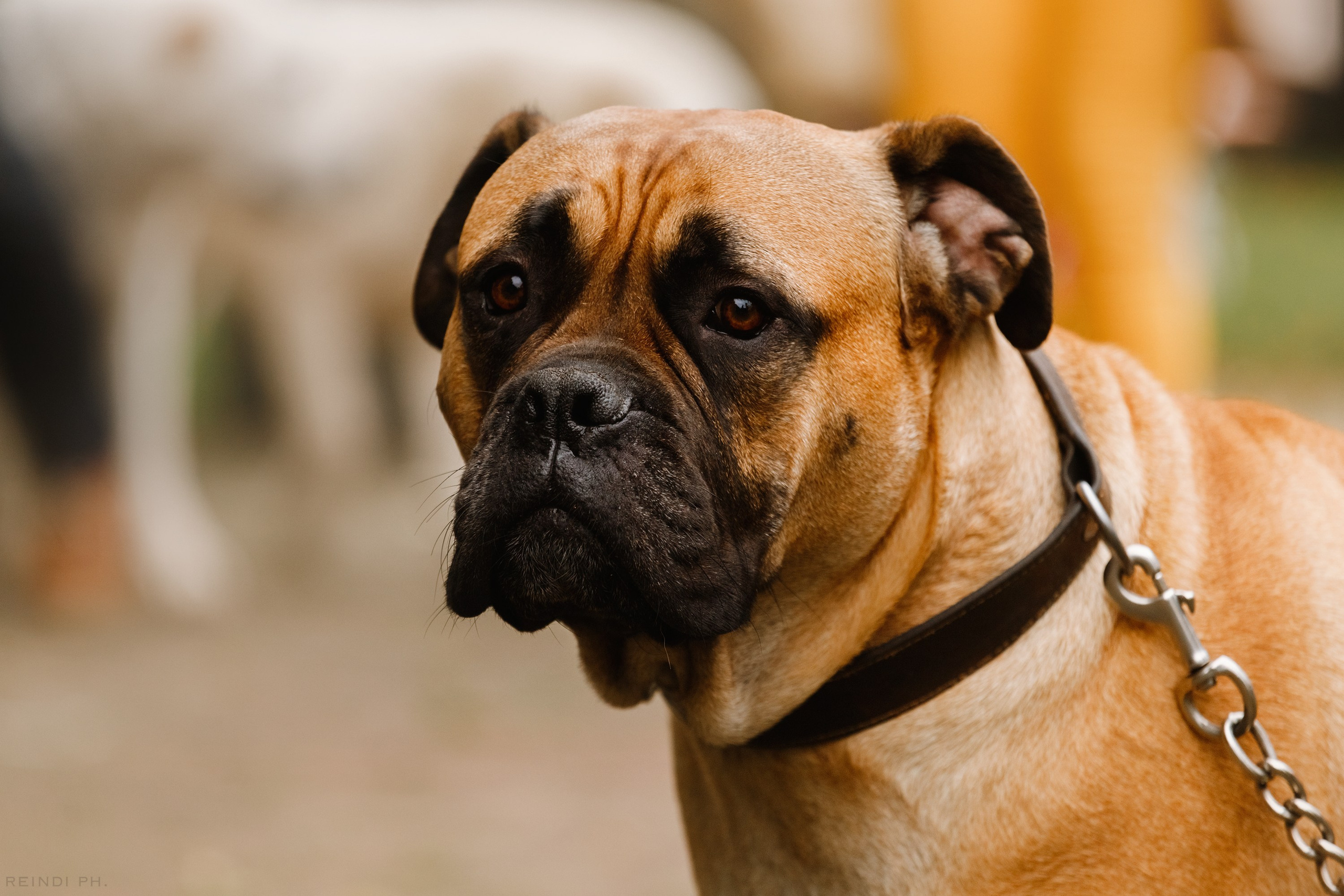 «Argus» dog show in Brest. Kaja | fotograf we Wrocławiu | ludzie i psy