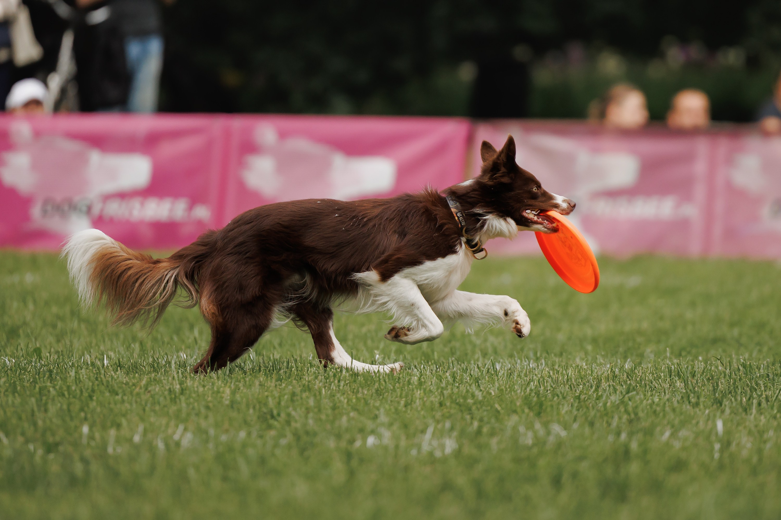 Latające psy, Wrocław'25. Kaja | fotograf psów we Wrocławiu