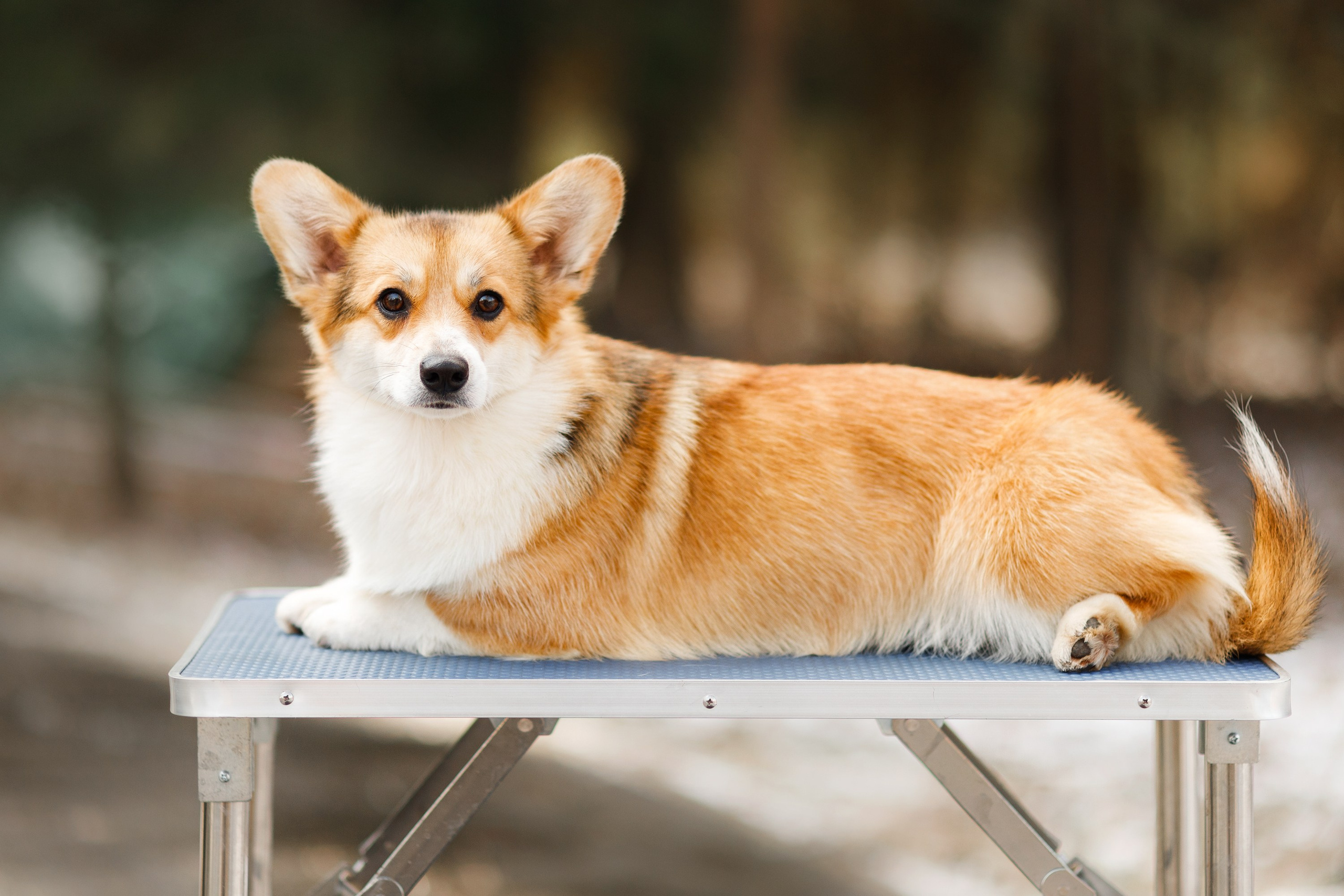 Corgi kennel & some other dogs in the forest. Kaja | fotograf psów we Wrocławiu
