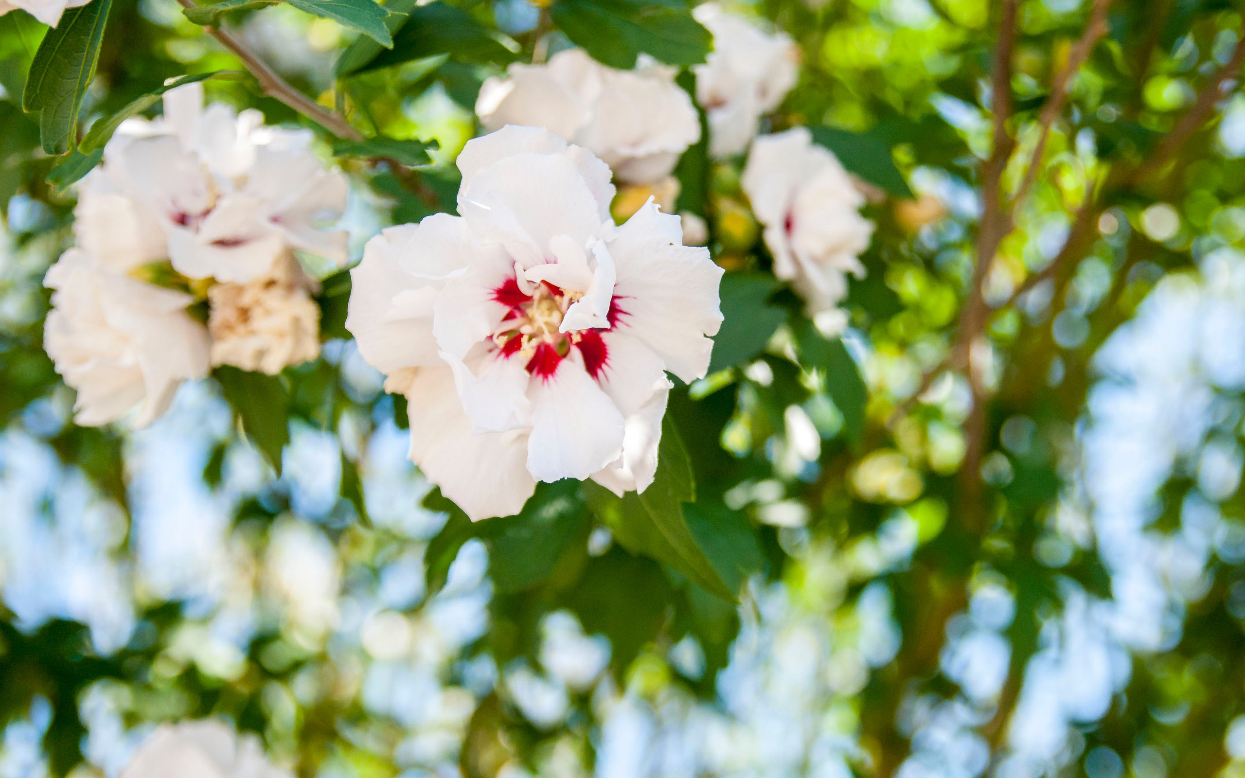 Nature. Ritvars Pujats Emotion Photographer