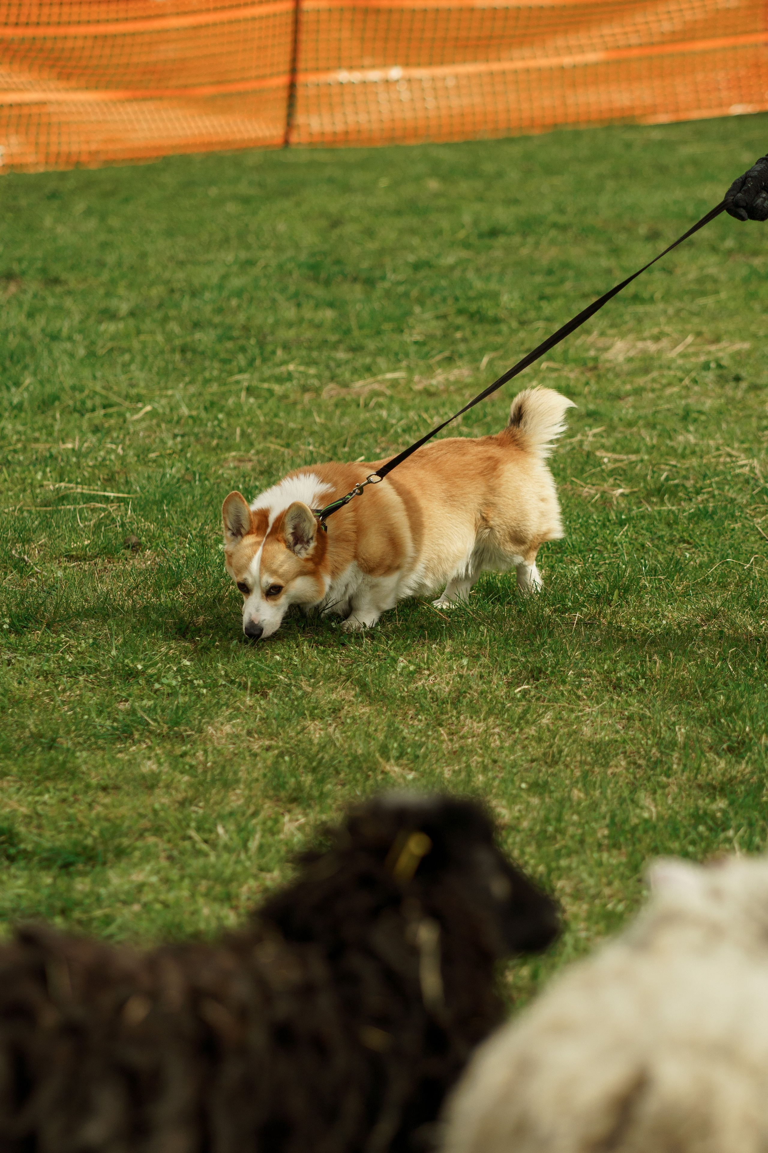 Herding Days, 26 apr. 2025. Kat Laisaar — Pet photographer in Tallinn
