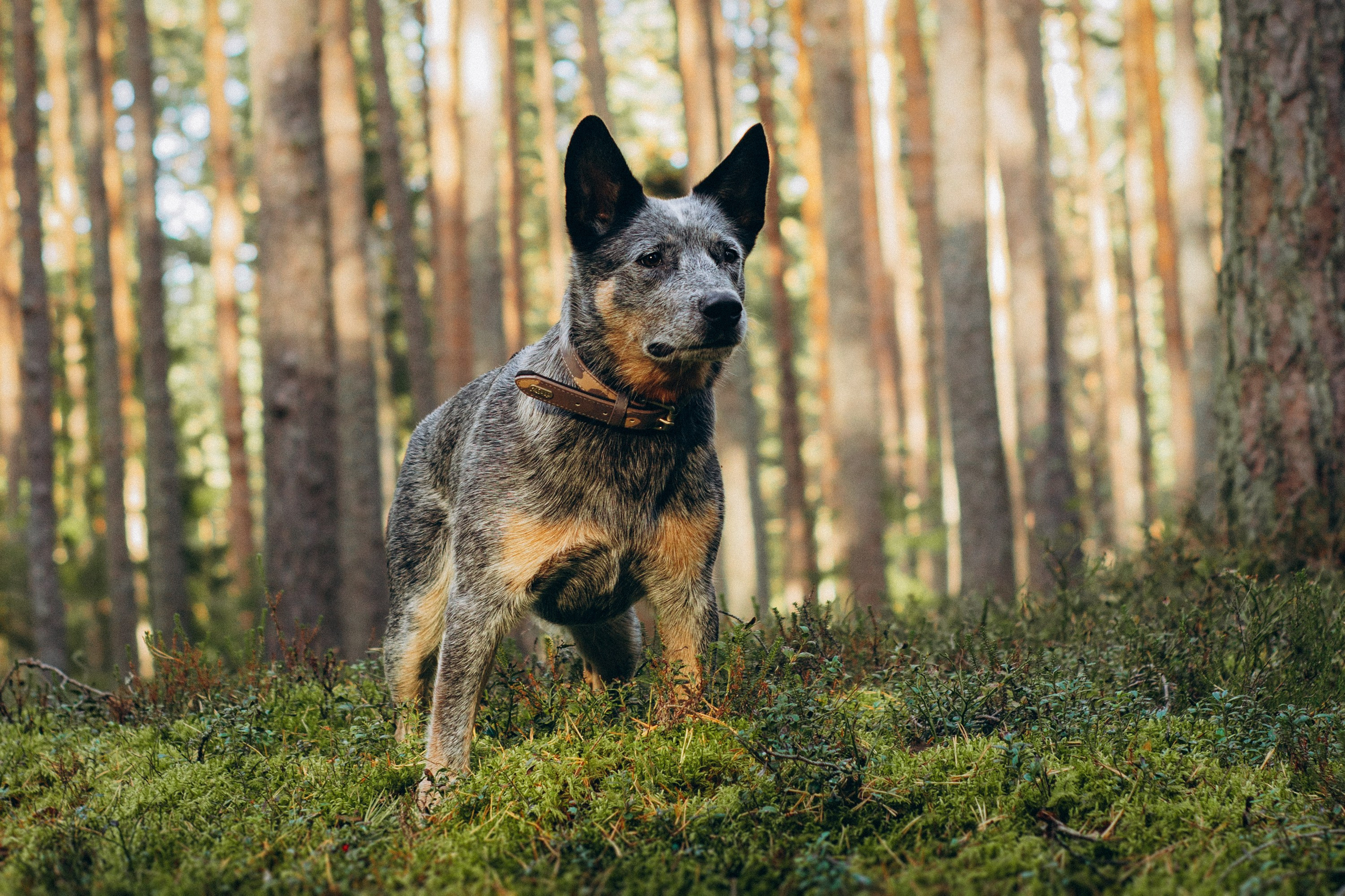 Polina and her Dakota, Blue Heeler. Kat Laisaar — Pet photographer in Tallinn