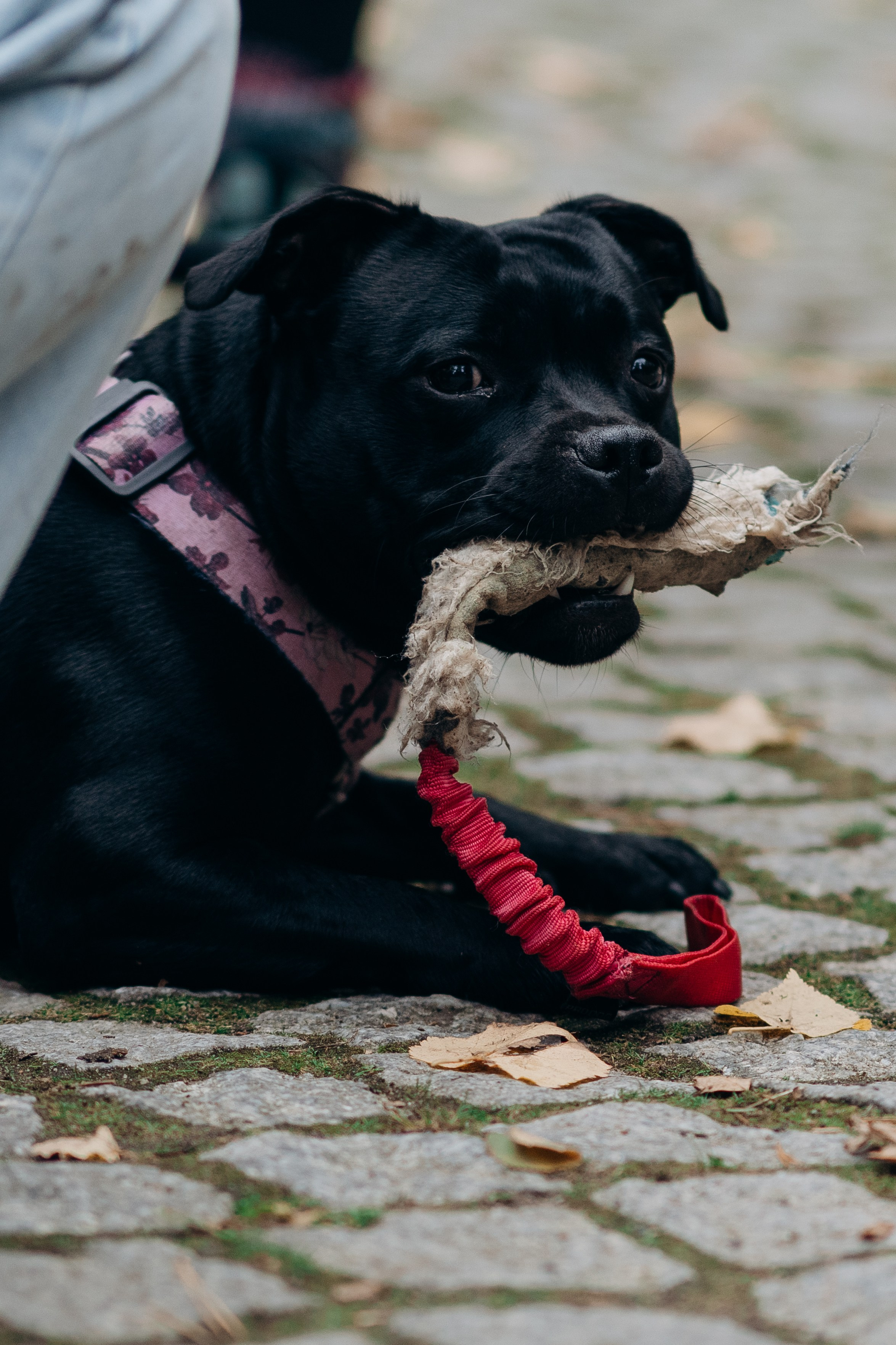 Staffordshire Bull Terriers Meetup. Kat Laisaar — Pet photographer in Tallinn