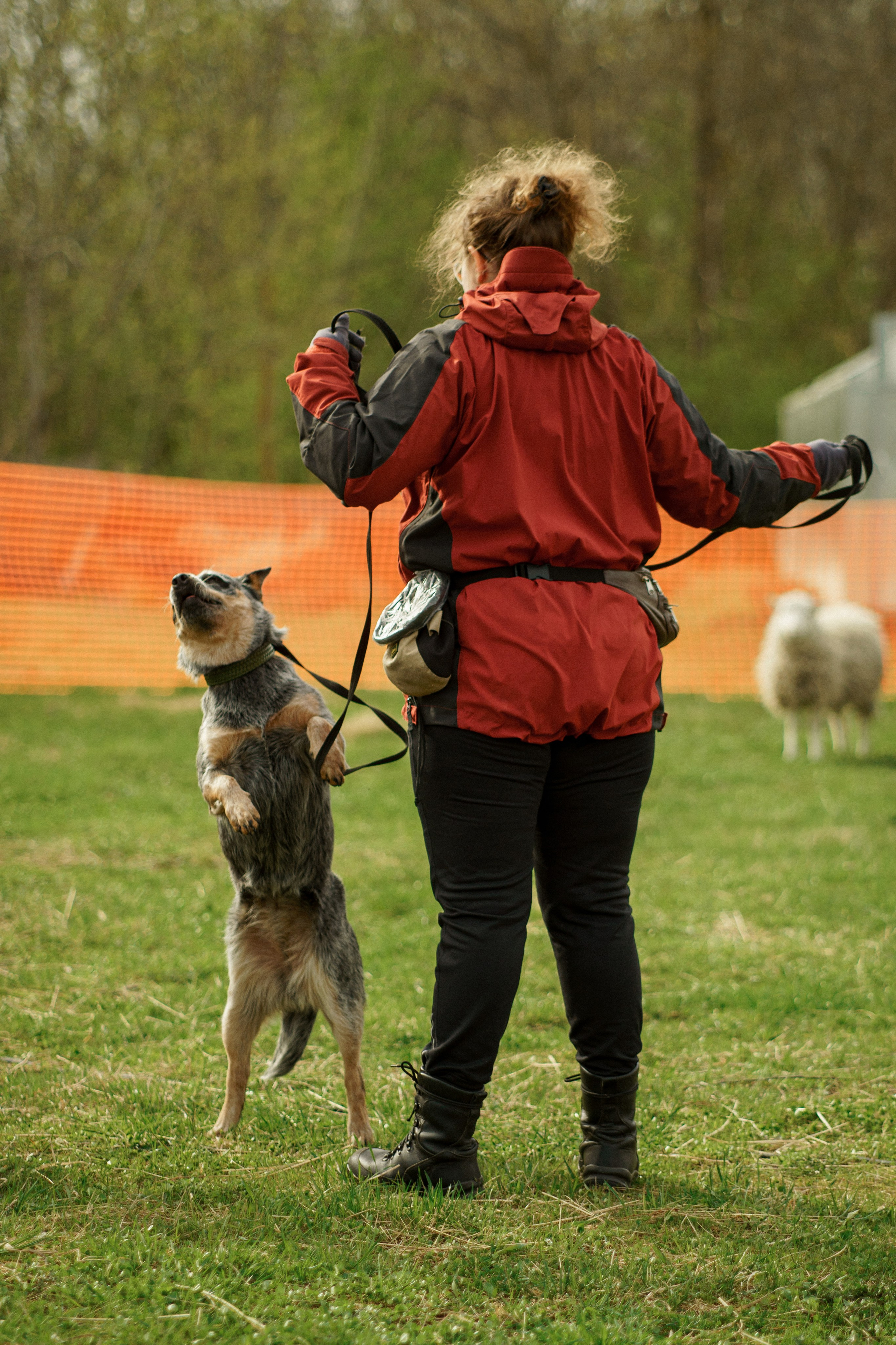 Herding Days, 26 apr. 2025. Kat Laisaar — Pet photographer in Tallinn