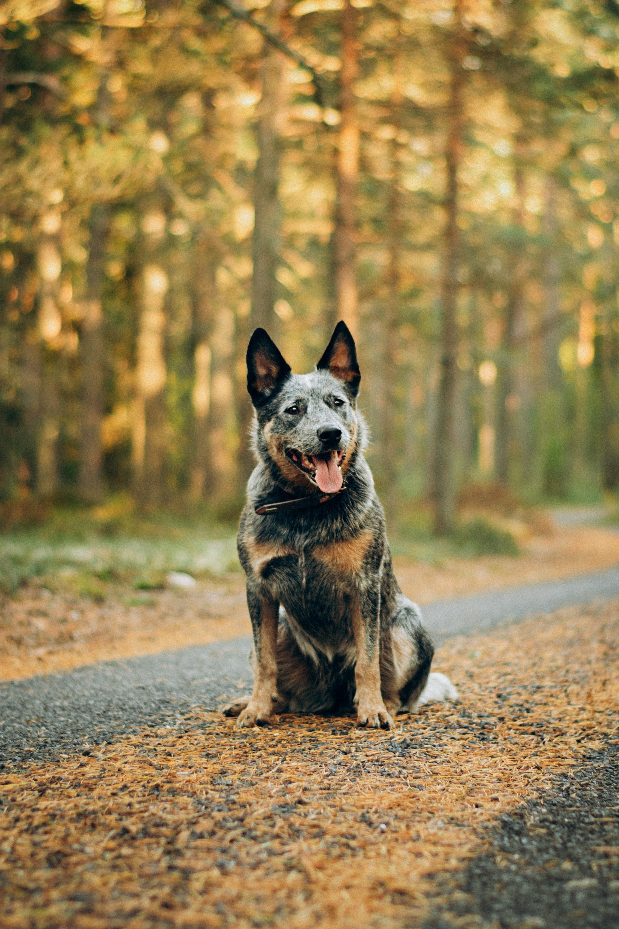 Polina and her Dakota, Blue Heeler. Kat Laisaar — Pet photographer in Tallinn