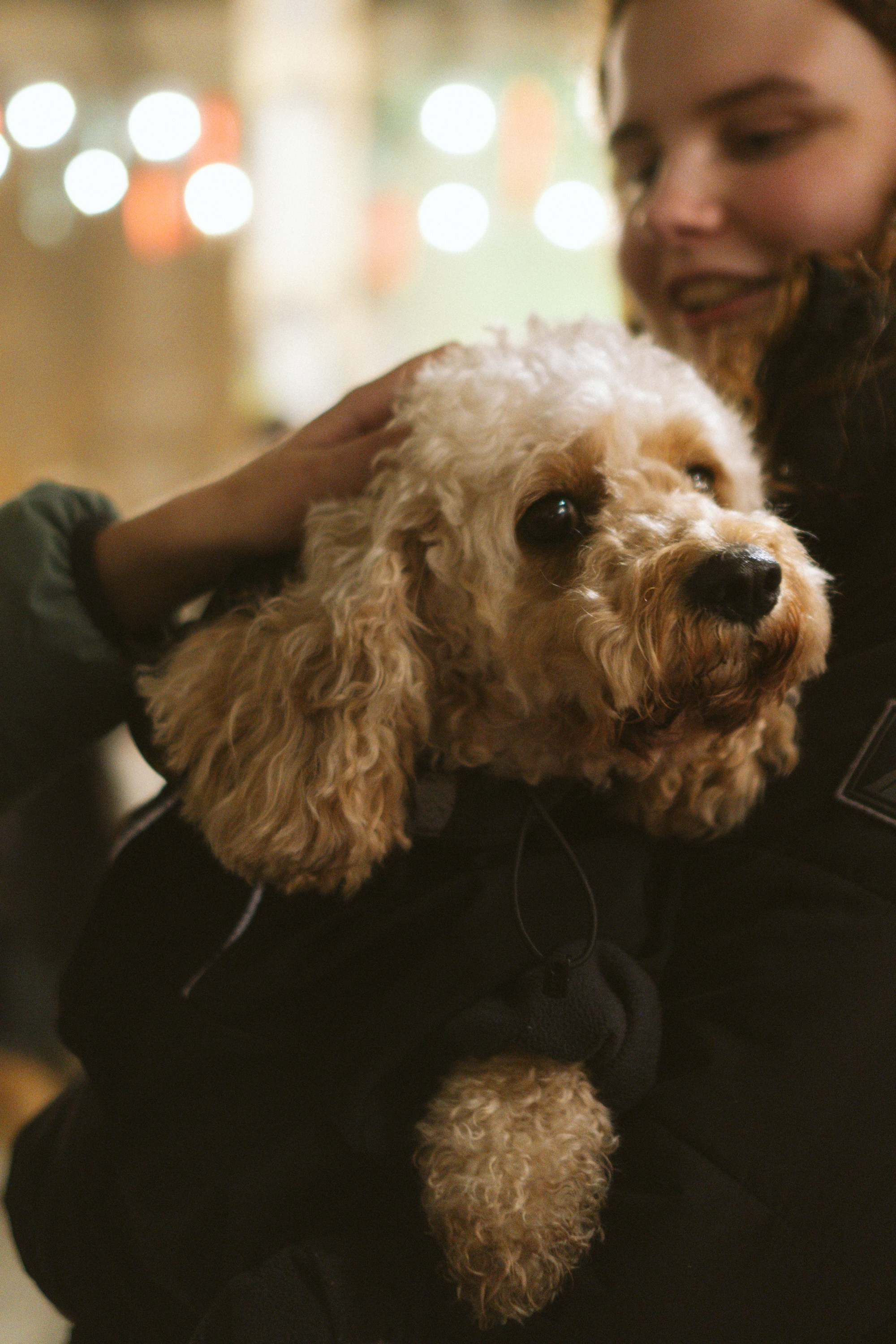 Corgi Fest, Christmas edition. Kat Laisaar — Pet photographer in Tallinn