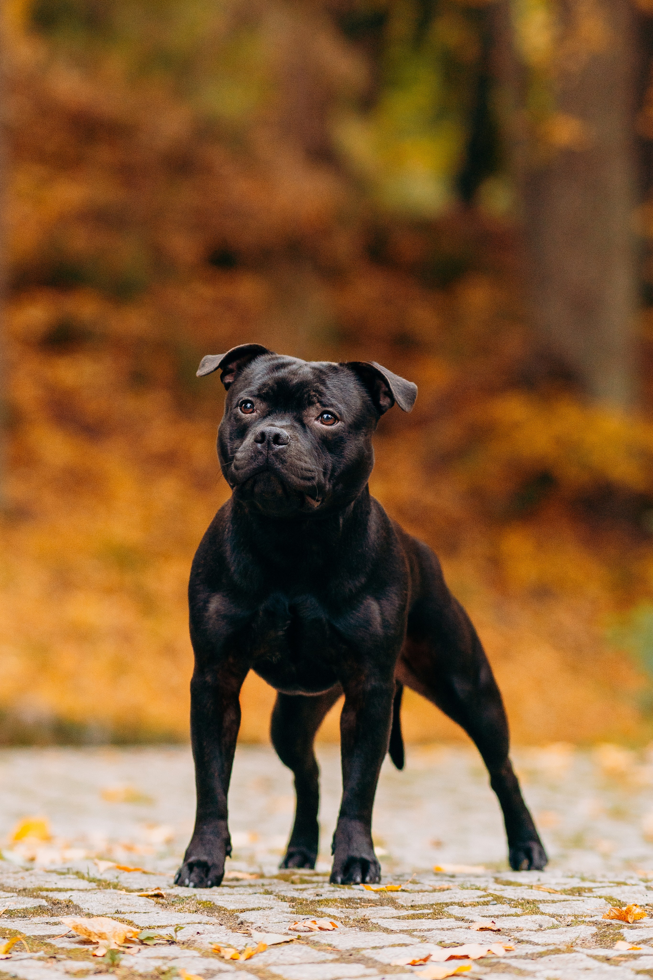 Staffordshire Bull Terriers Meetup. Kat Laisaar — Pet photographer in Tallinn
