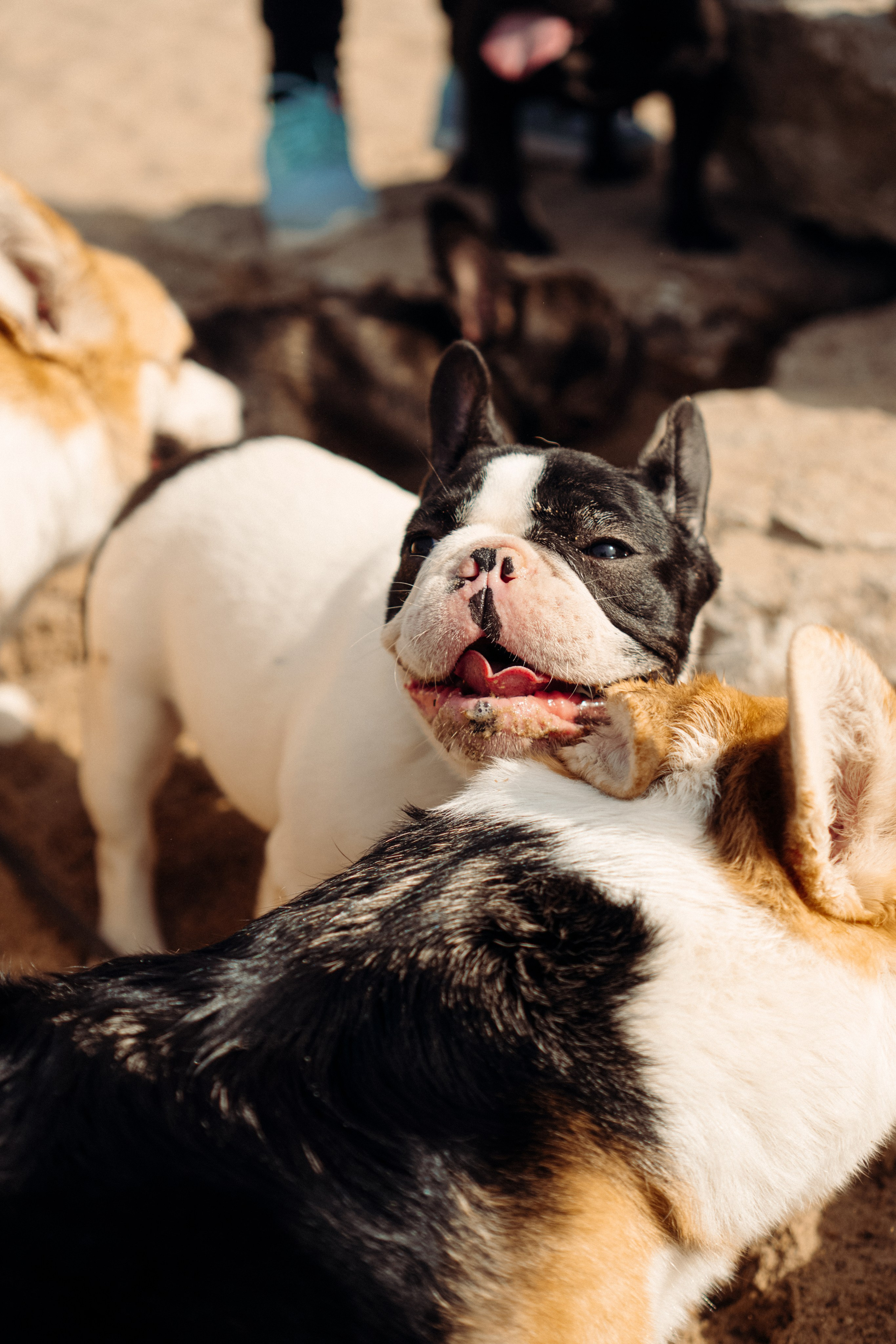 Corgi party, 18 apr. 2025. Kat Laisaar — Pet photographer in Tallinn