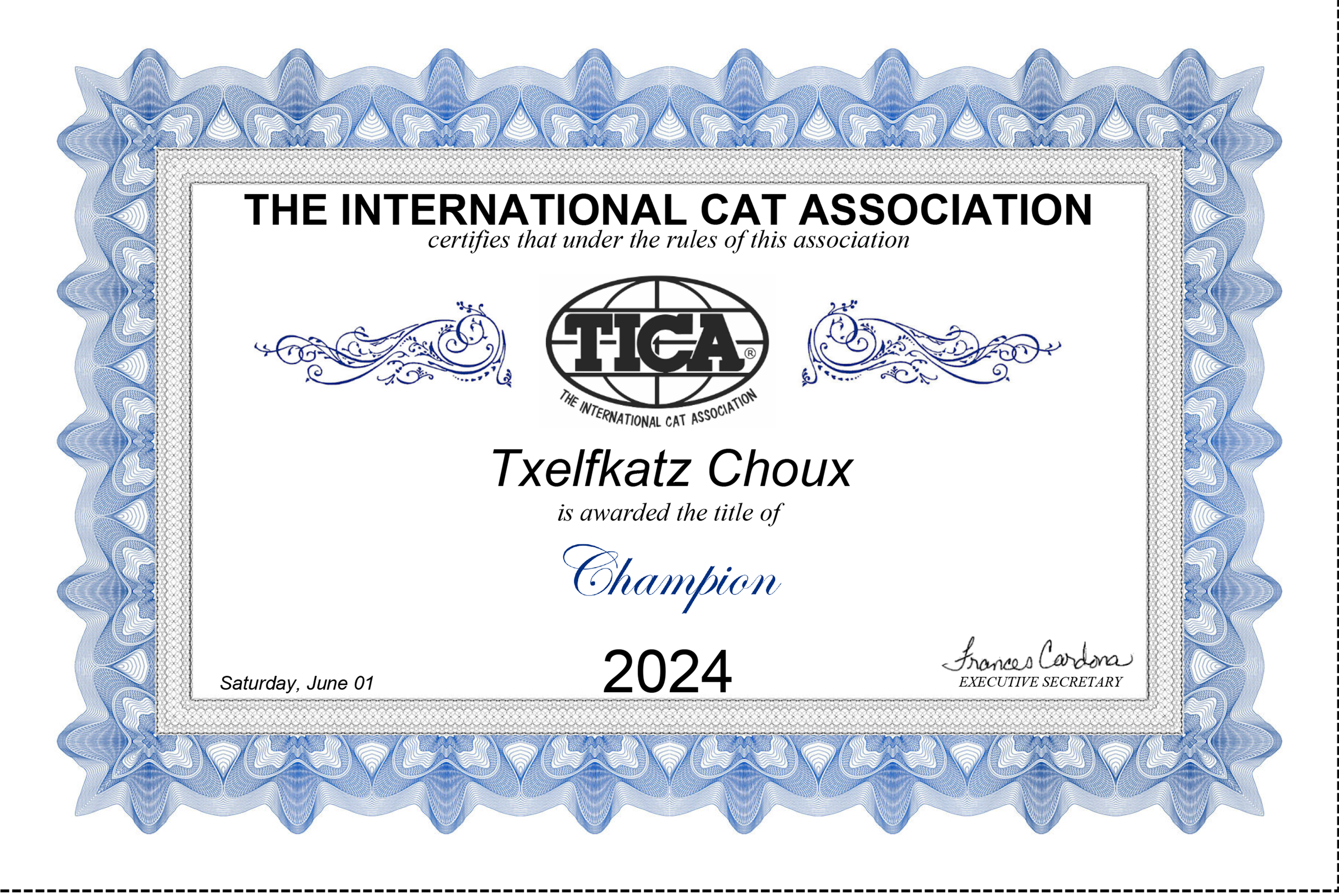 Champion Choux. Devon Rex Pixie Cattery