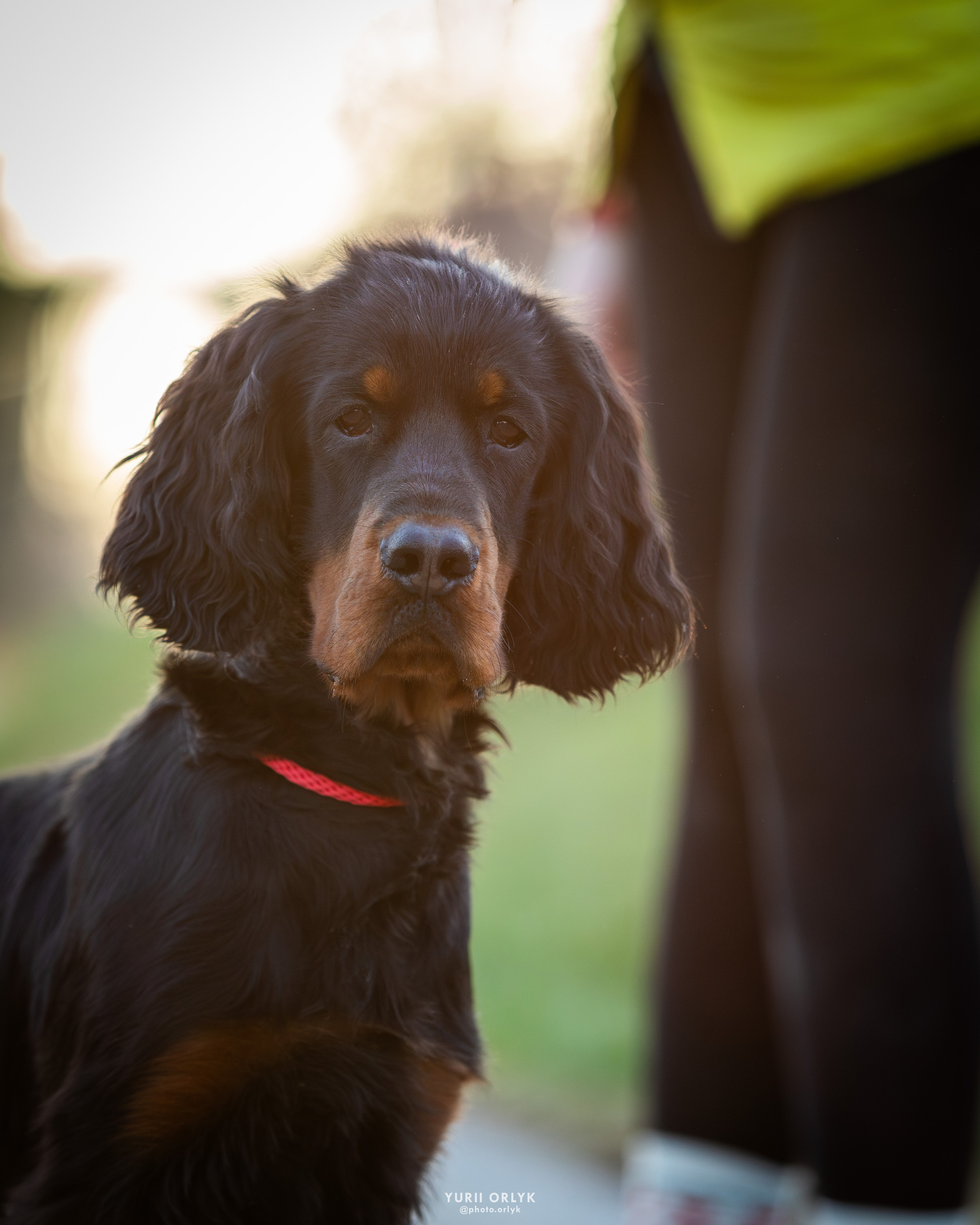 Puppies. Yurii Orlyk Photography