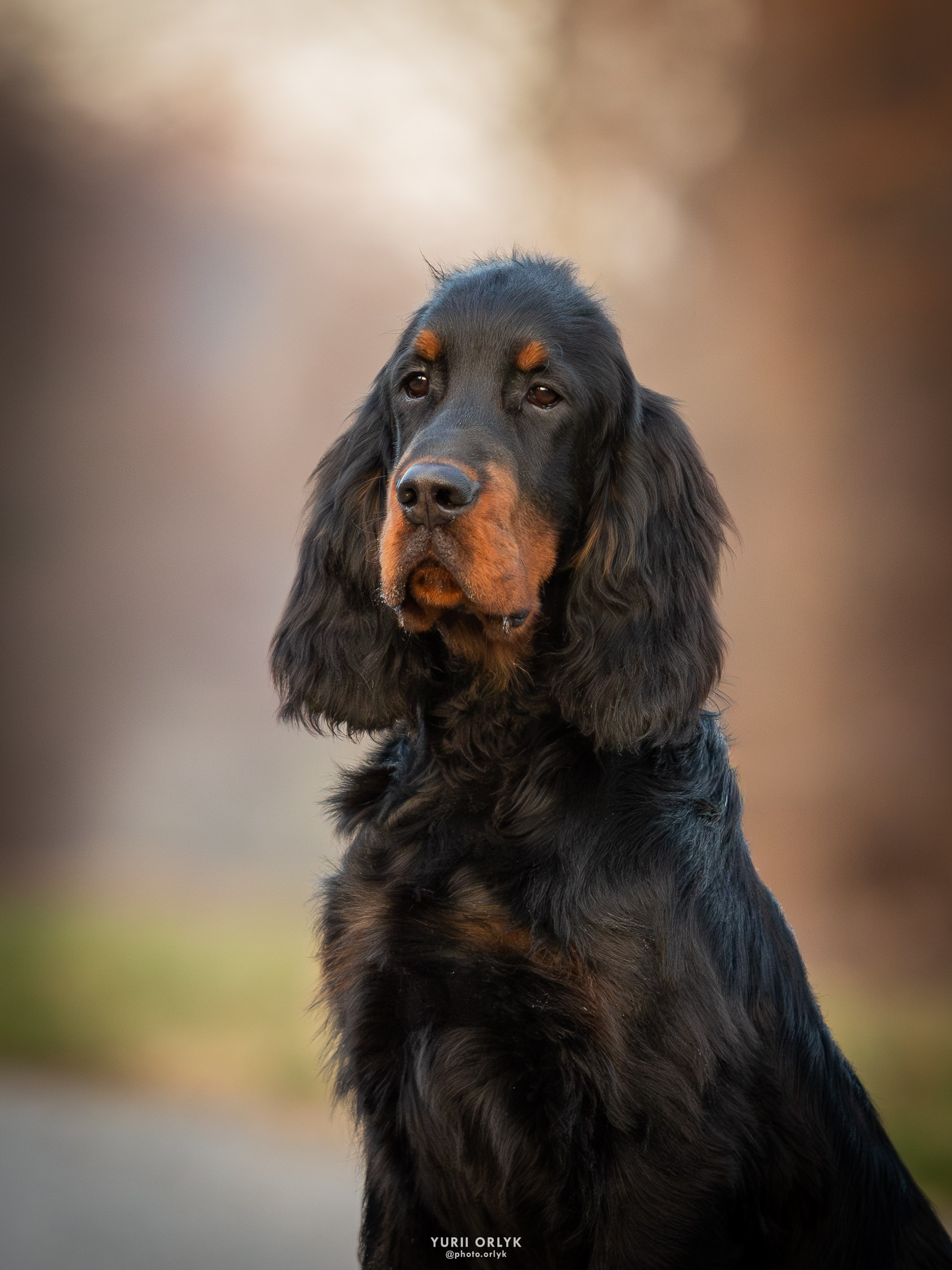 Puppies. Yurii Orlyk Photography