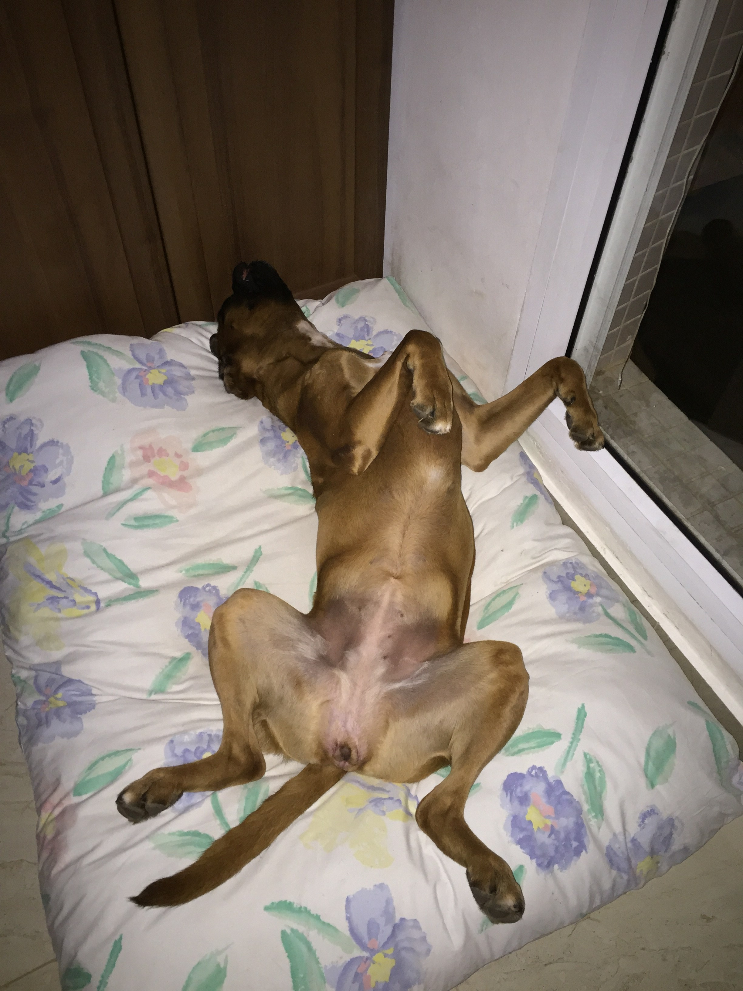 My Star - My Boxer Dog