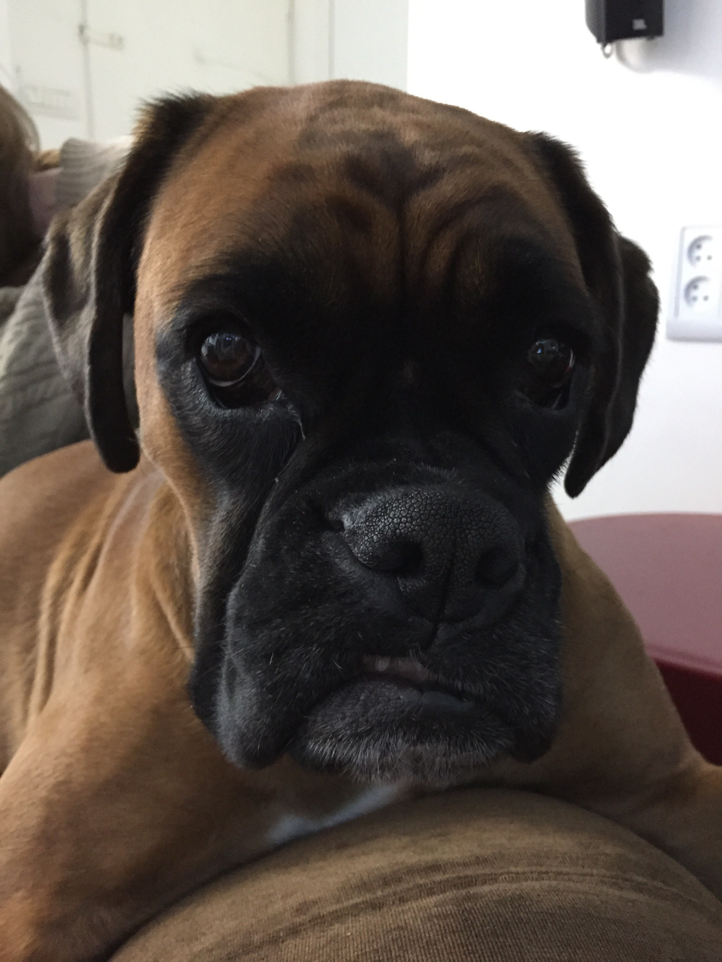 My ״Star״ Boxer Dog