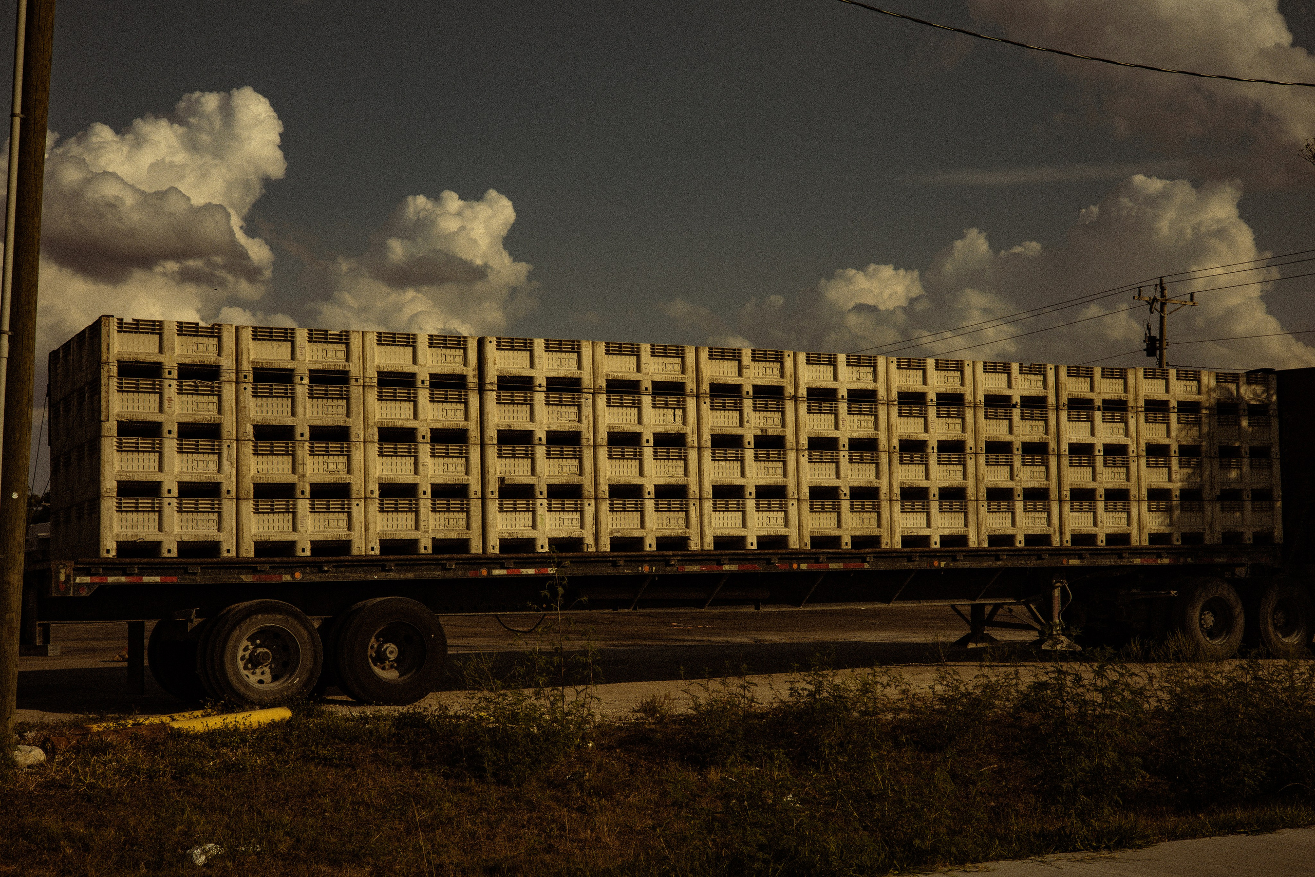 Immokolee. Out and About 239