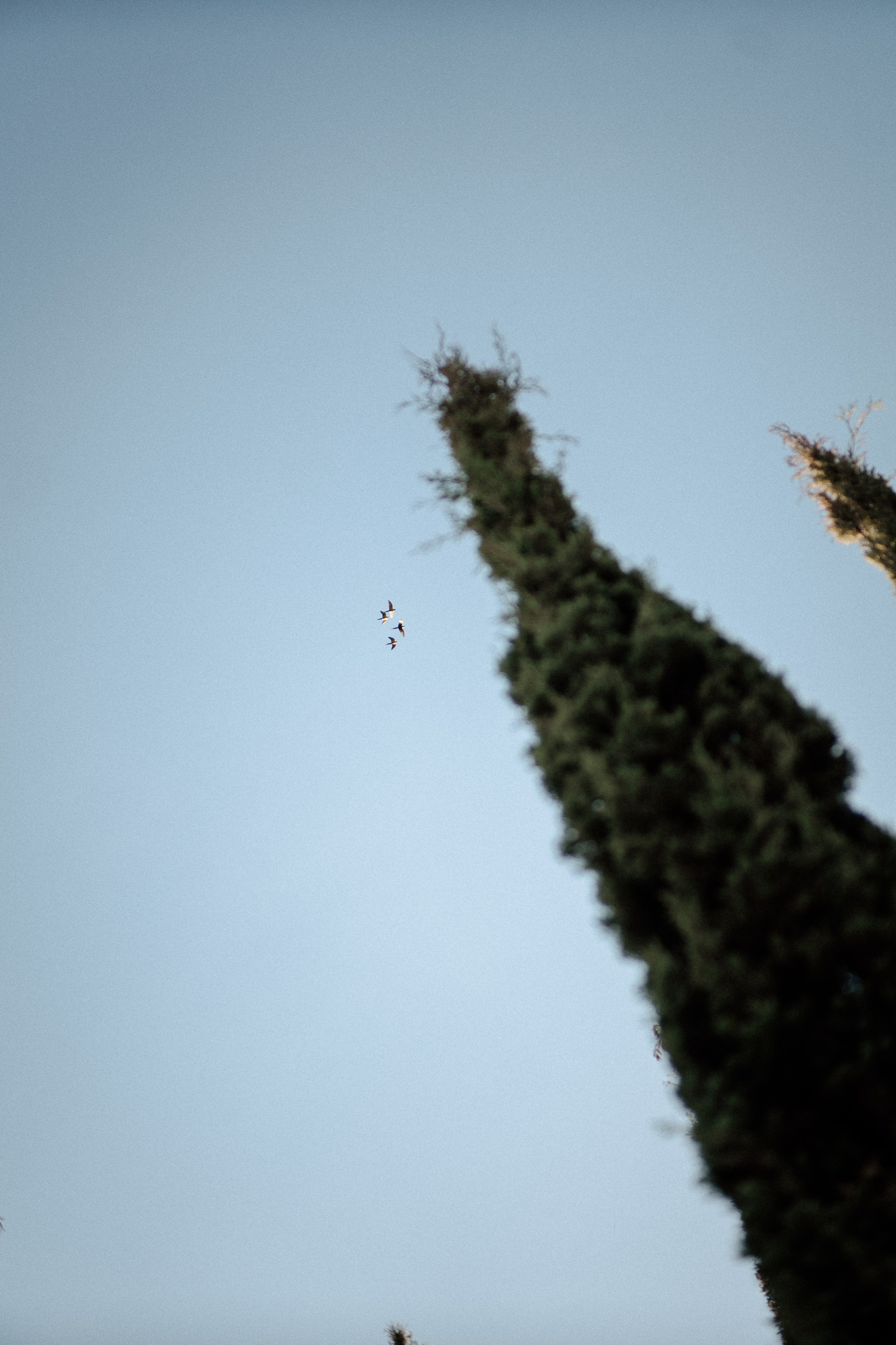 Amanda & Gustavo | Casamento. Congiu Wedding