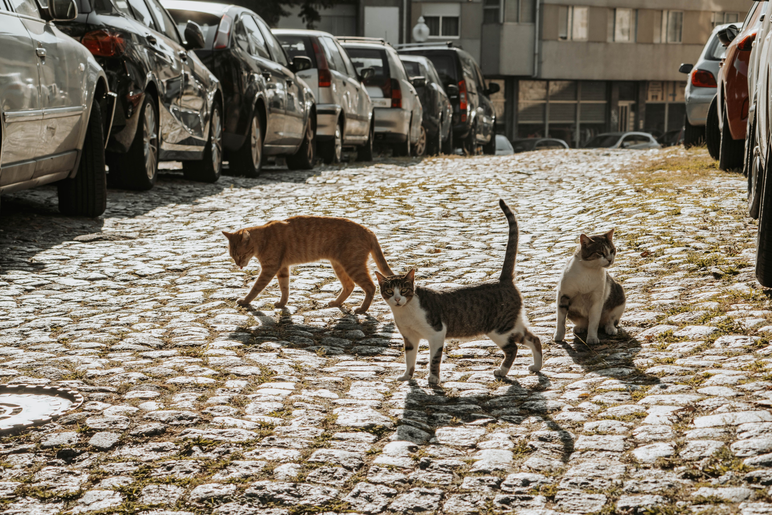 Porto, Agosto 2024. Alba del Norte Studio