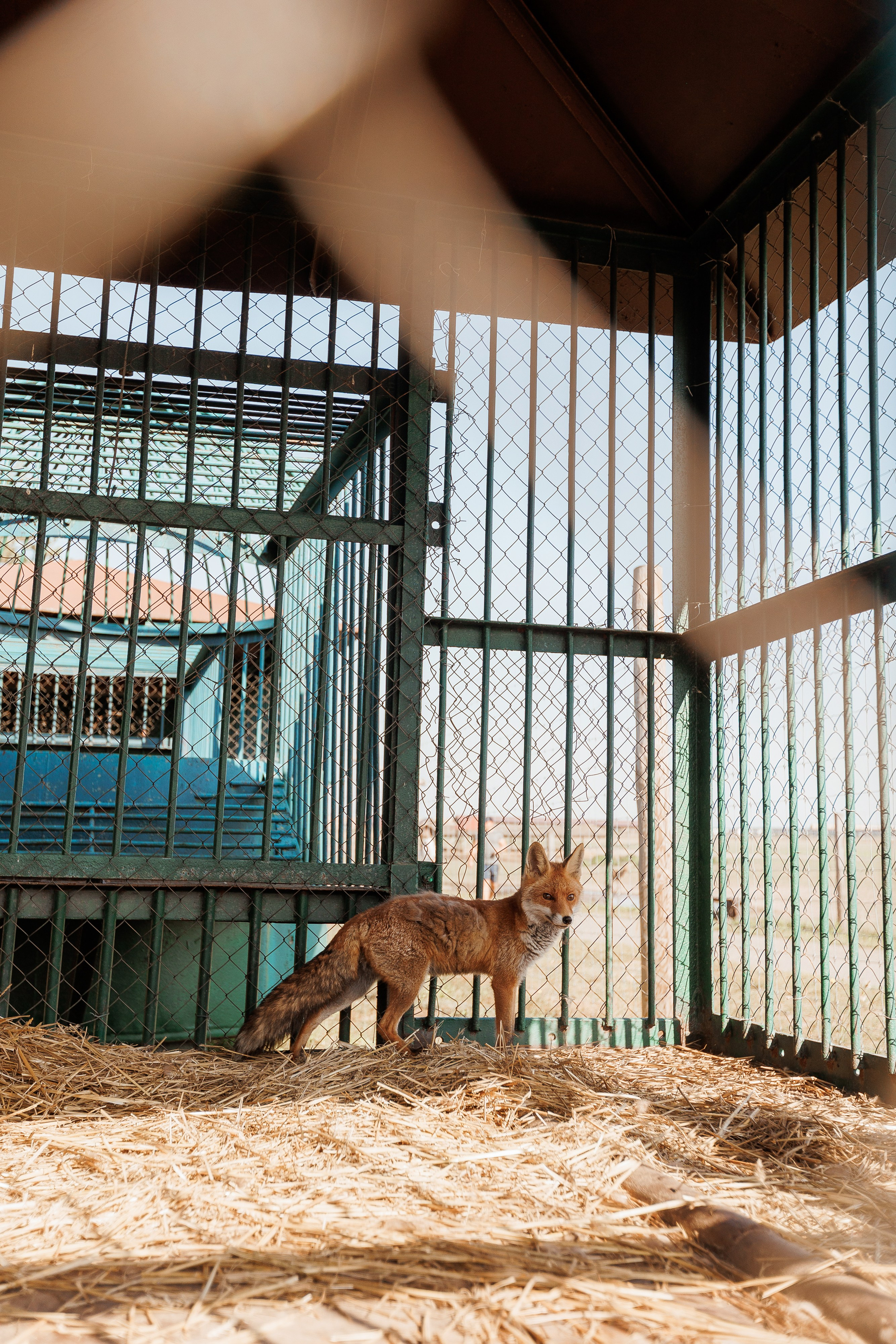Екопарк Аміла. Ірина Терещук