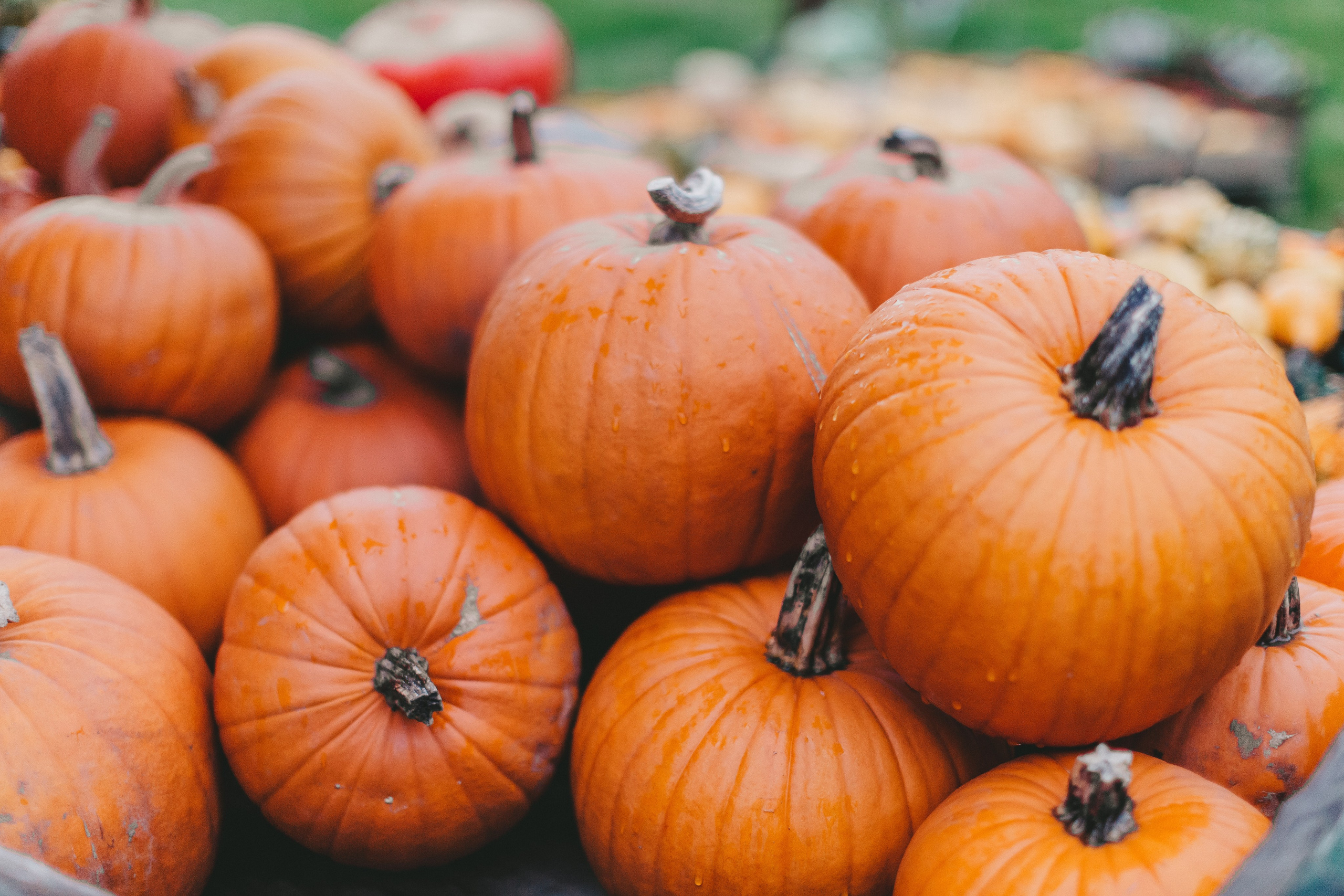 Фестиваль тыкв в Людвигсбурге. Фотограф в Германии — Мария Чистякова