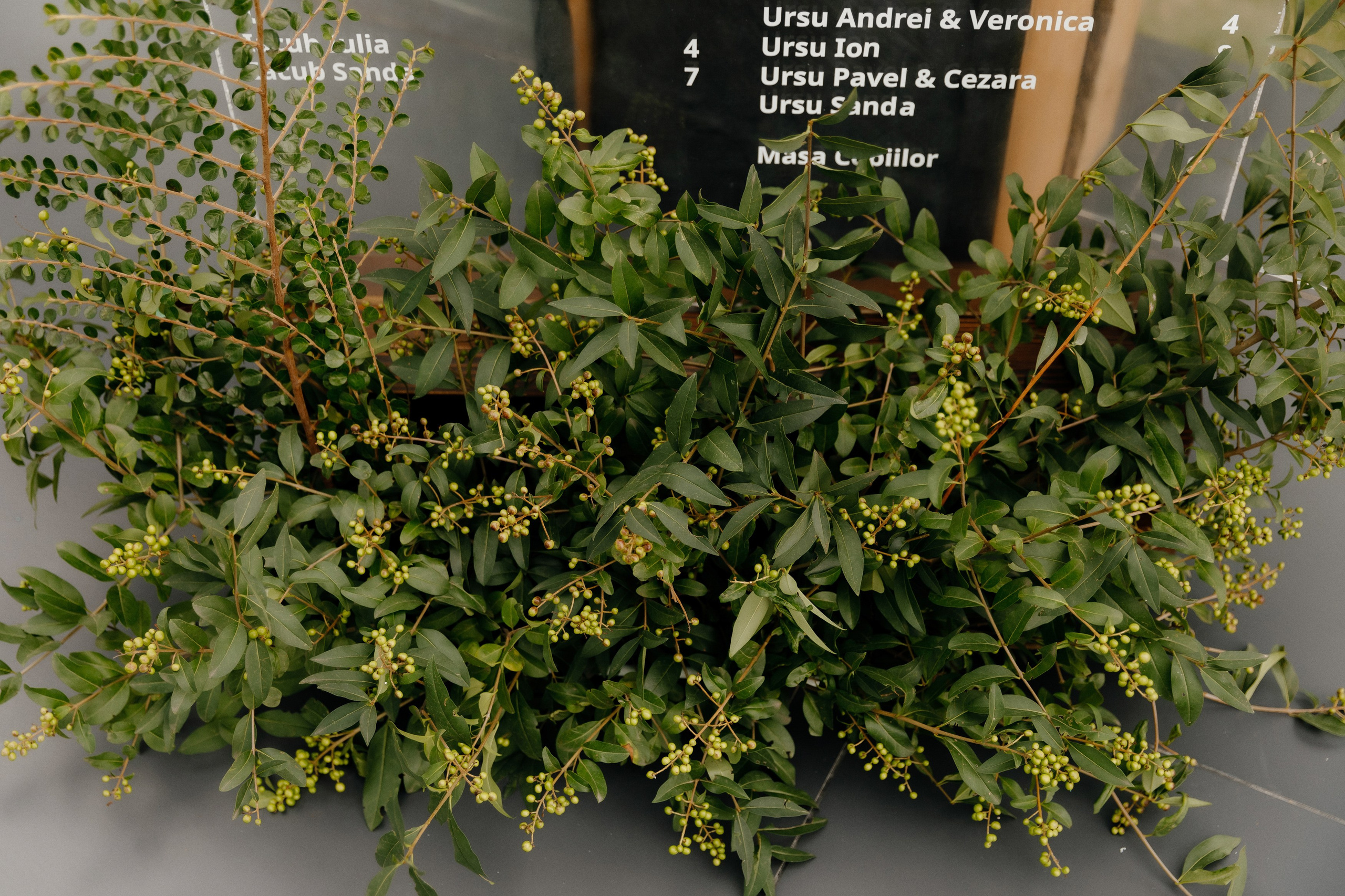 Wedding. Fulga Photographer