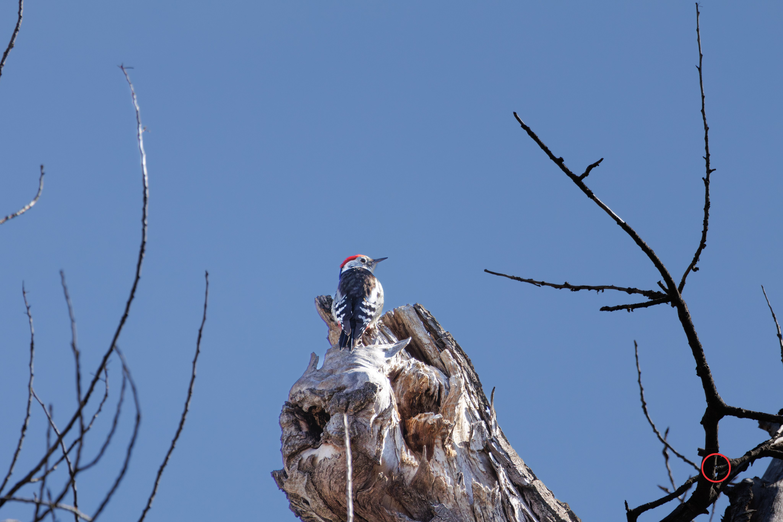 გასეირნება კრწანისის ტბებზე. FramefreeMan