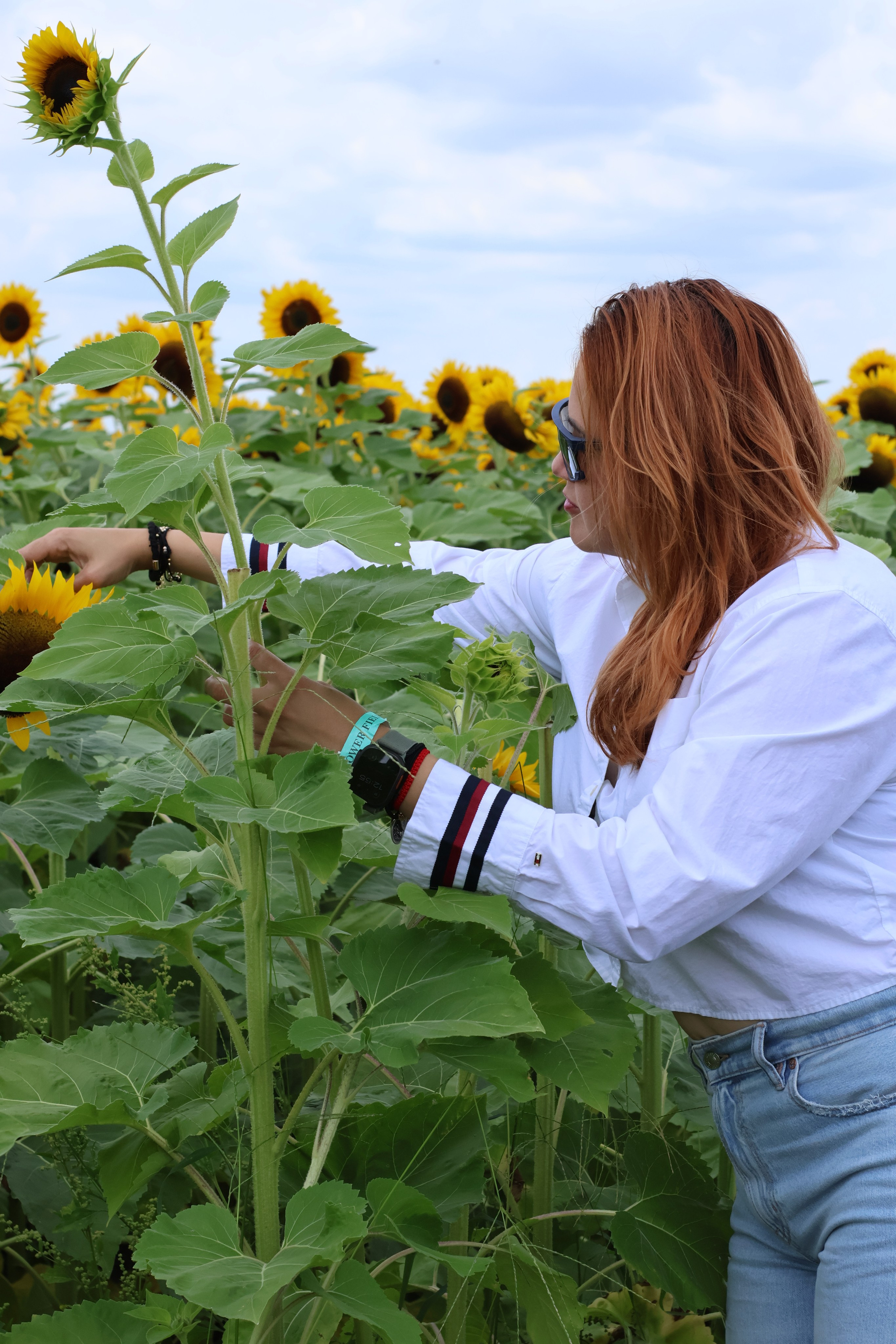 SUNFLOWERS. Workmakeapp Studio