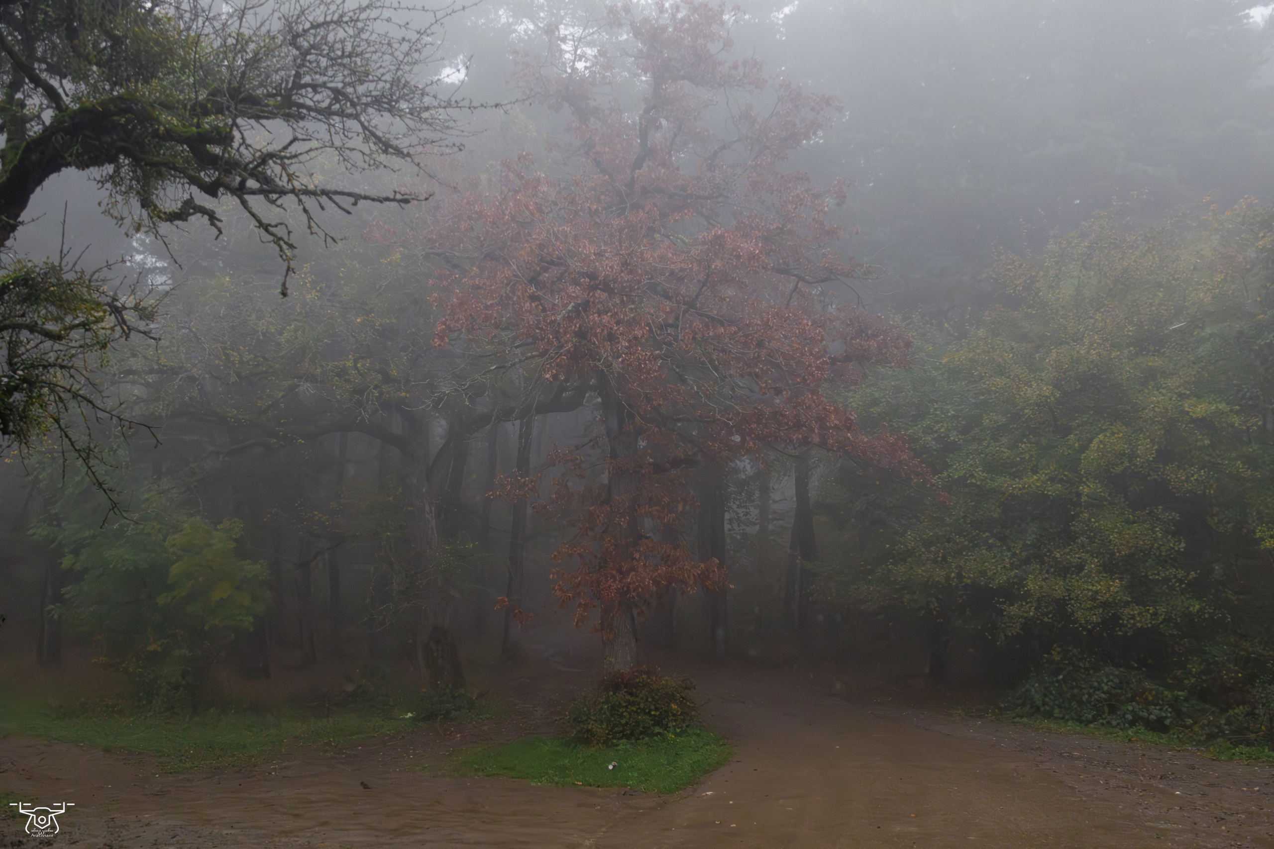 კოჯრის ტყის ნისლები. FramefreeMan