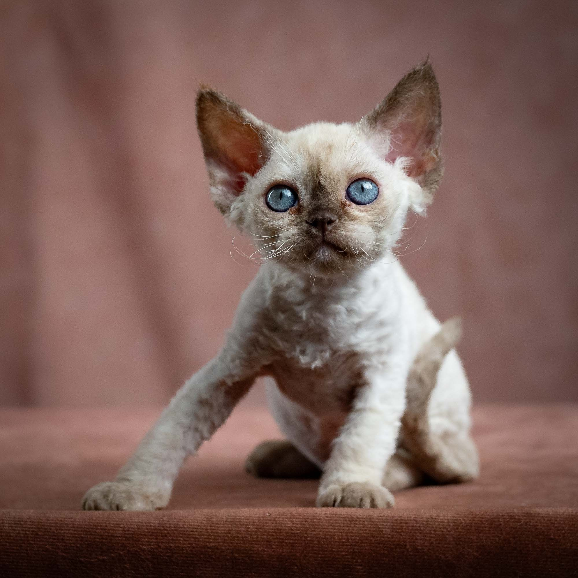 Luna, girl, born 12.20.2025. Devon Rex Pixie Cattery