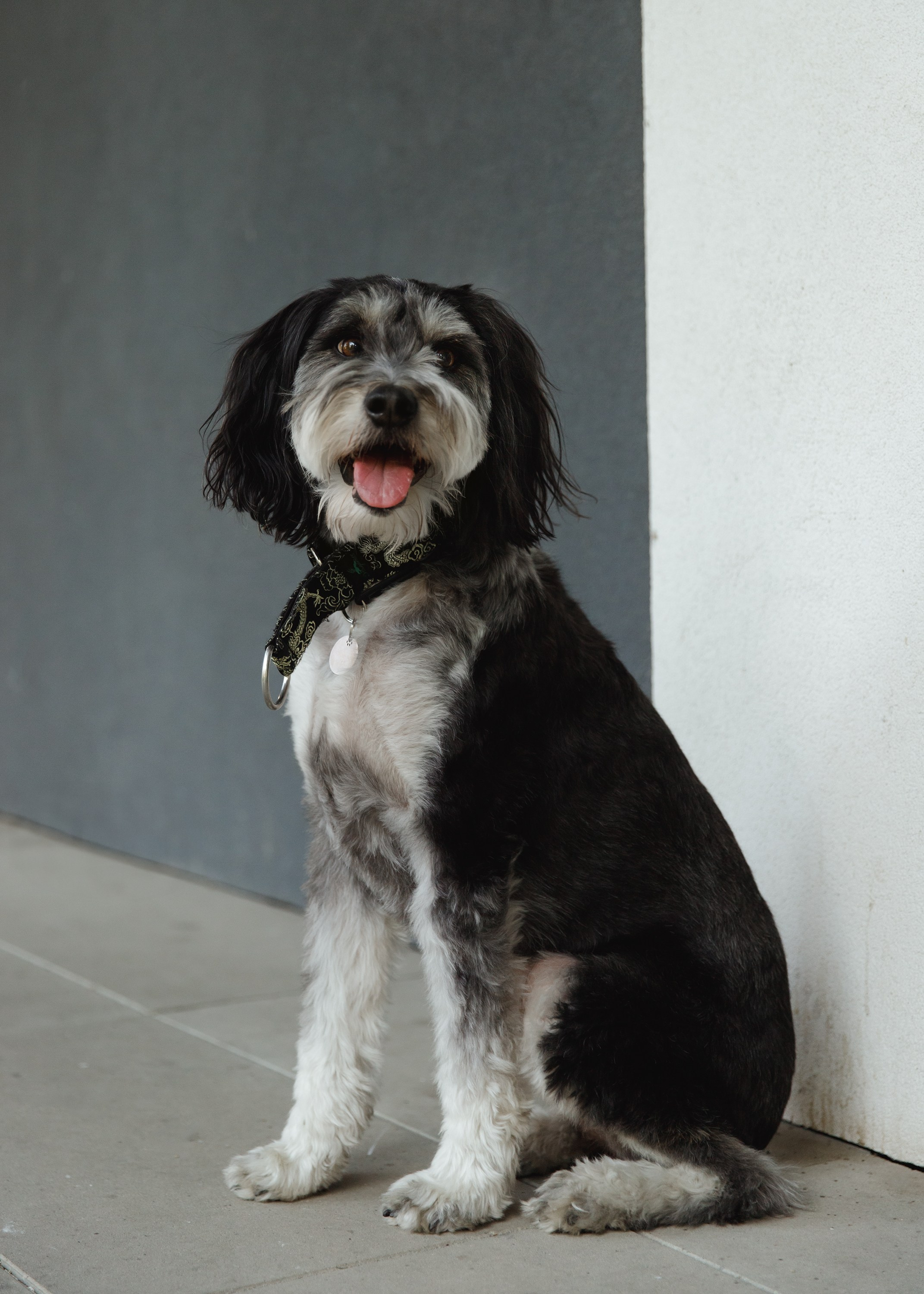 Lera & Flora. Kaja | fotograf we Wrocławiu | ludzie i psy