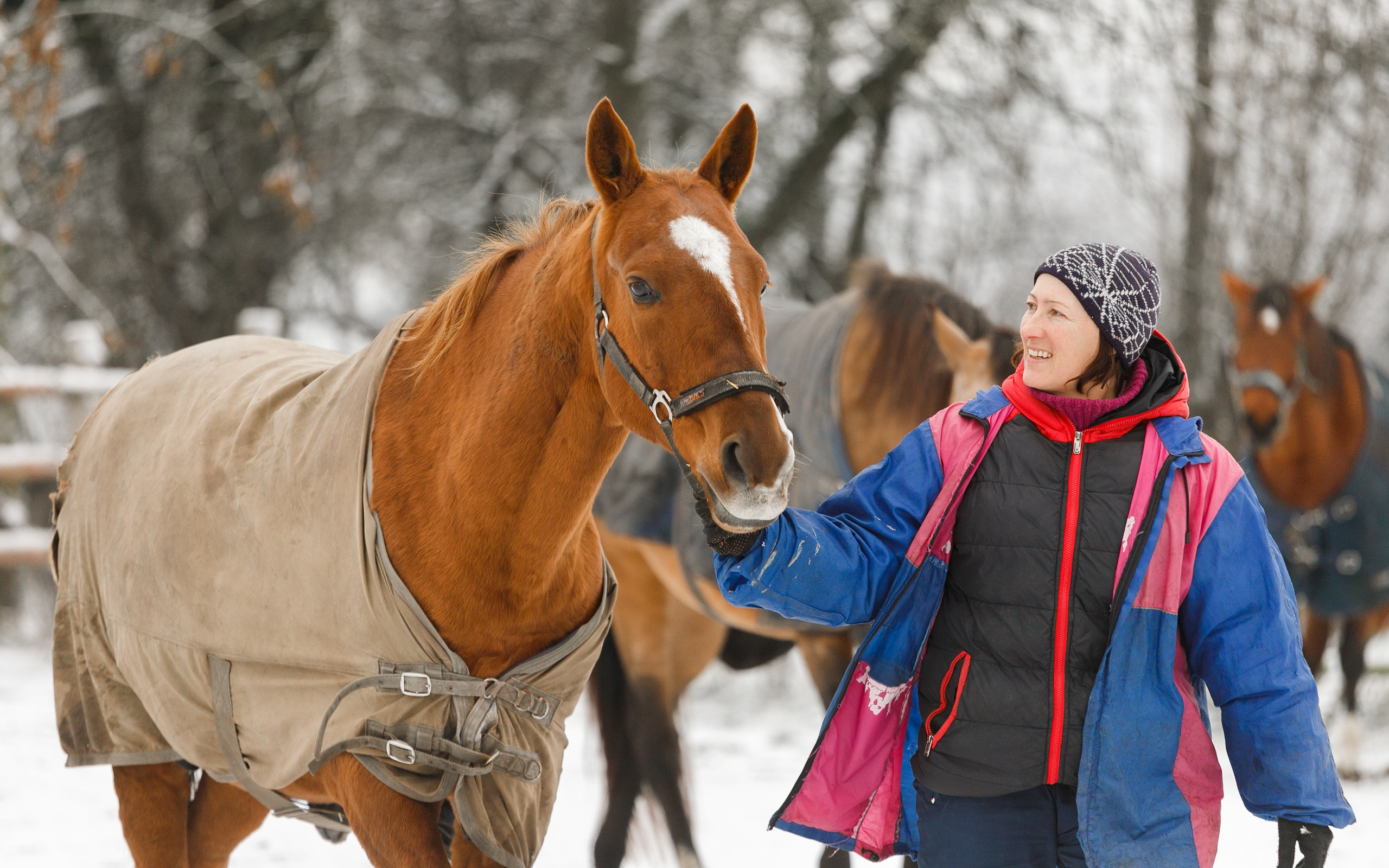 Winter stable. Kaja | fotograf psów we Wrocławiu