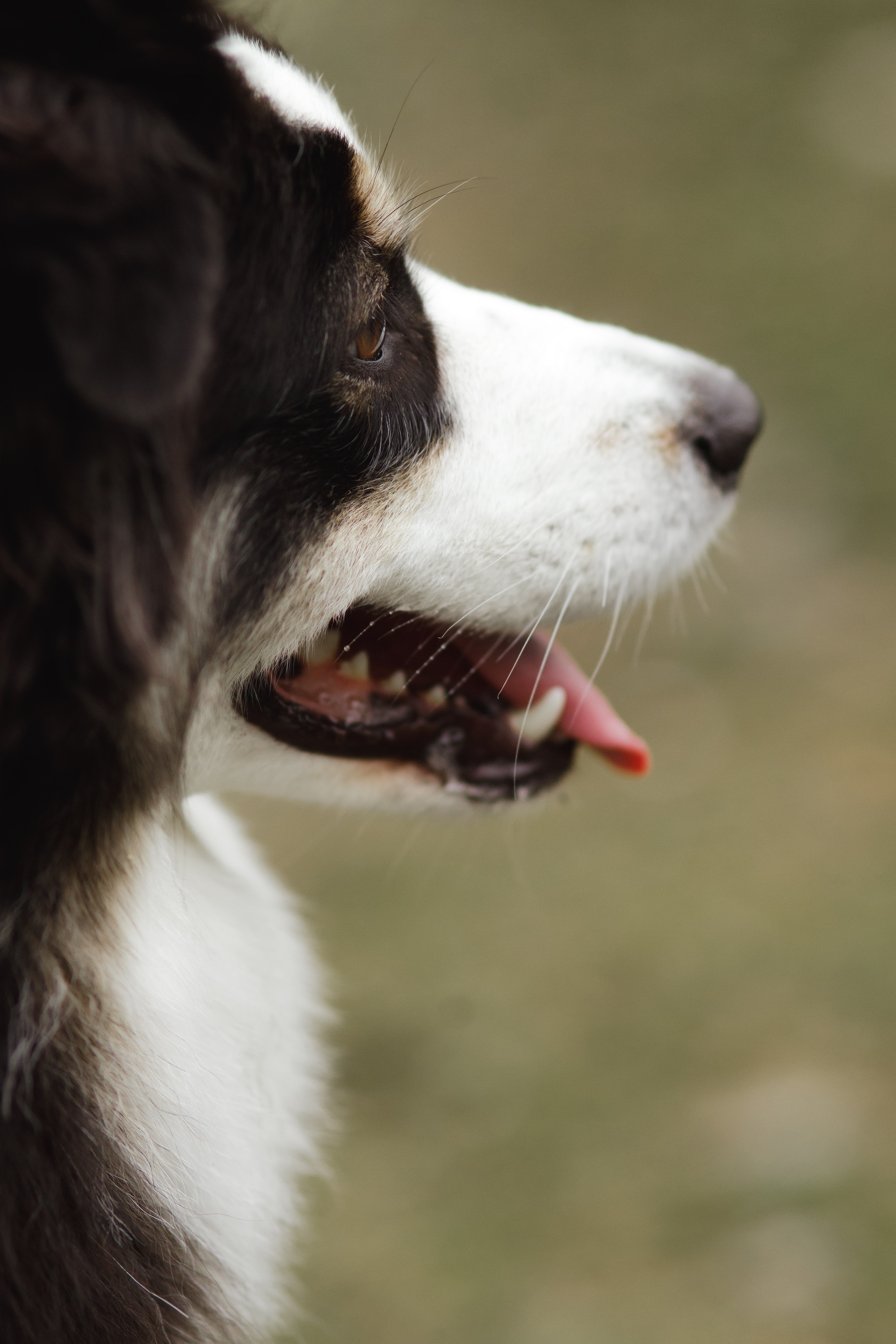 Finnish mossy hills. Kaja | fotograf psów we Wrocławiu