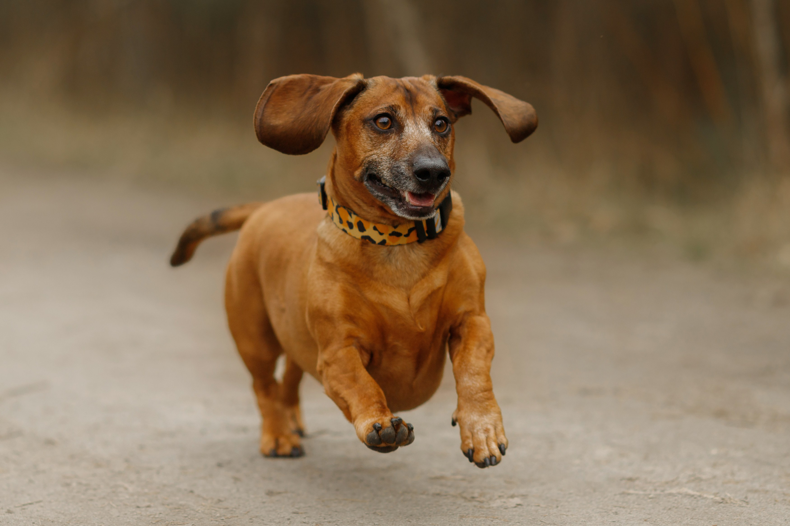Ania, Franek & Vincent. Kaja | fotograf psów we Wrocławiu