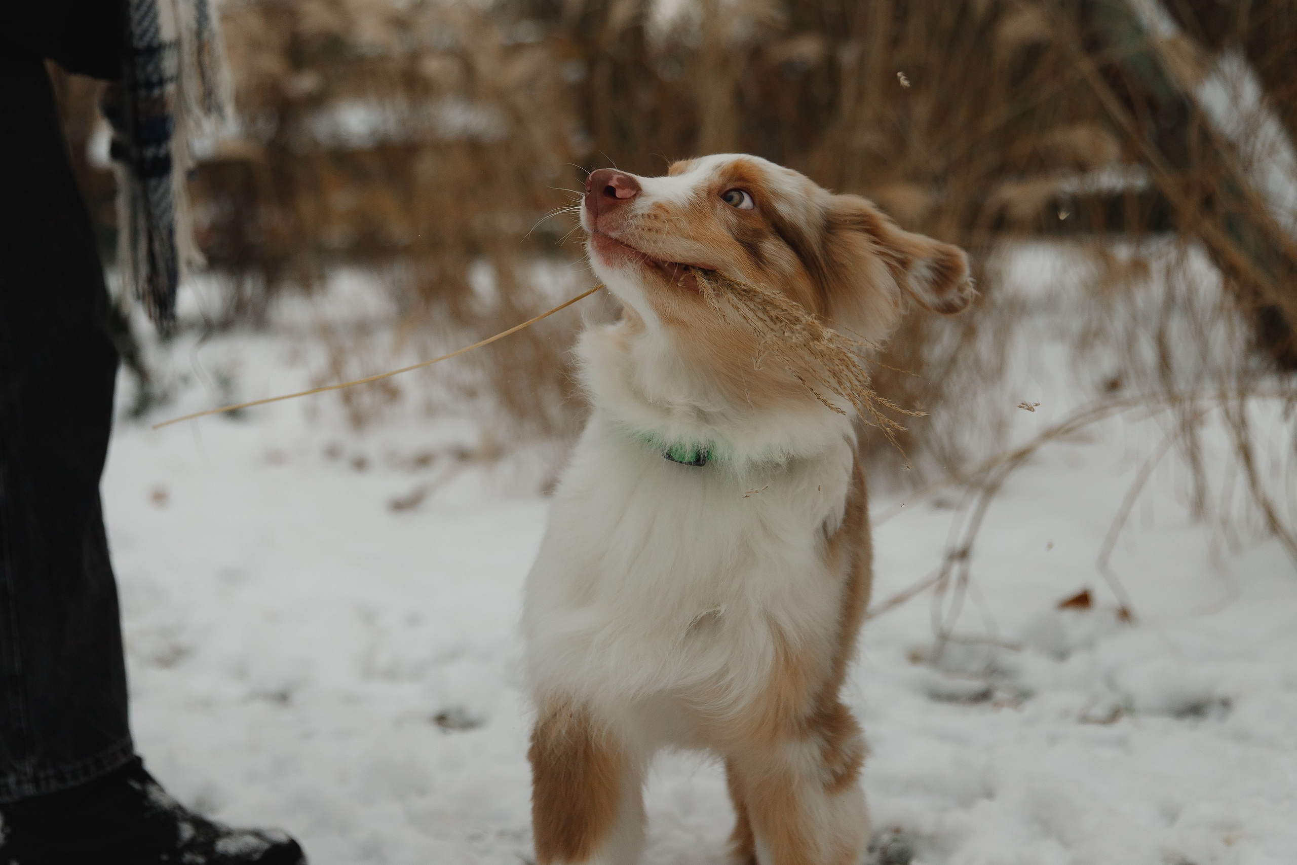 Fotografia psów Wrocław. Kaja | fotograf we Wrocławiu | ludzie i psy