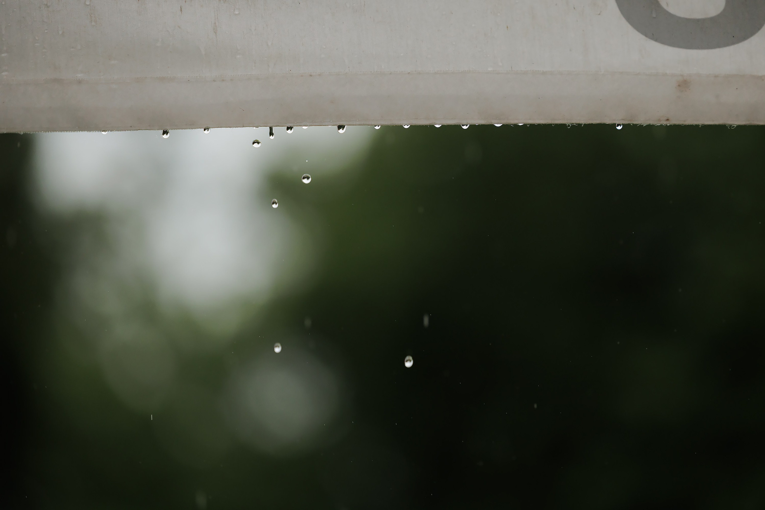 Latające psy, Wrocław'25. Kaja | fotograf psów we Wrocławiu