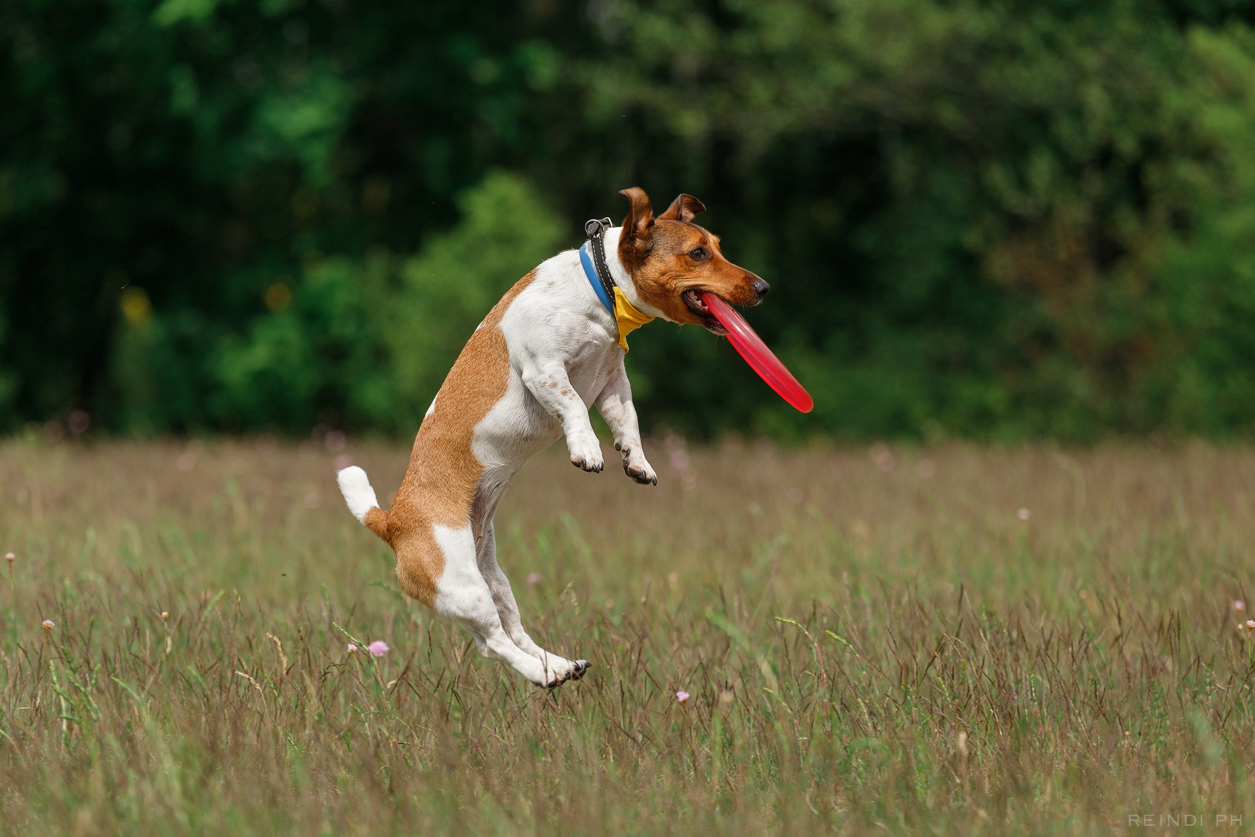 Dog frisbee championship | summer. Kaja | fotograf we Wrocławiu | ludzie i psy