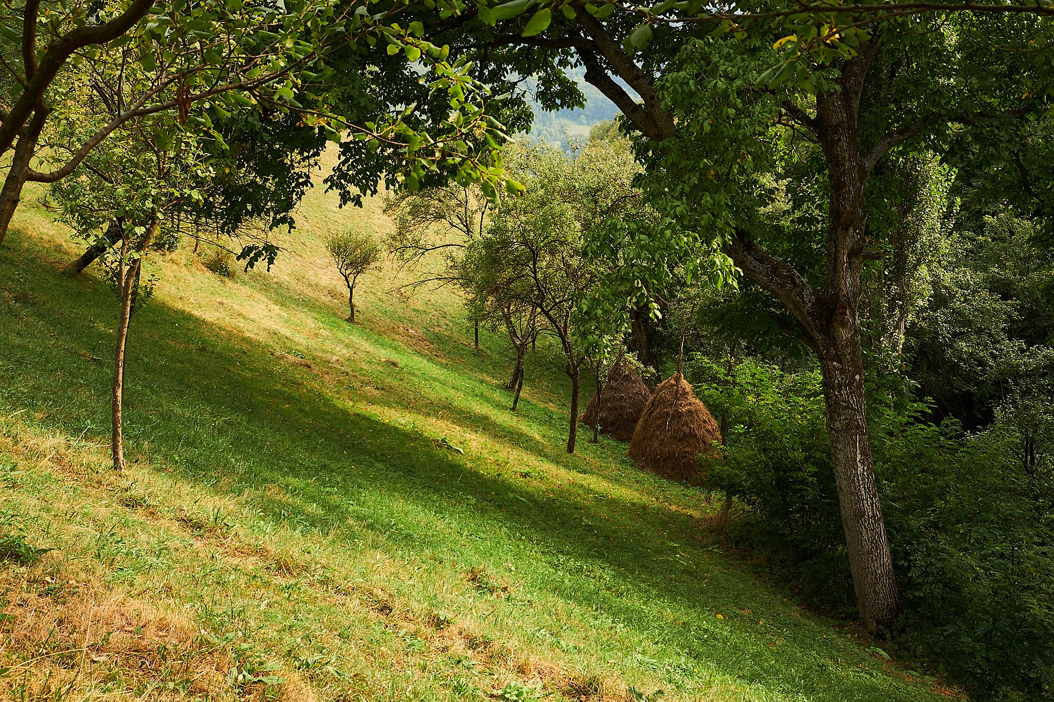 Ineleț, jud. Caraș-Severin. Pagina principală