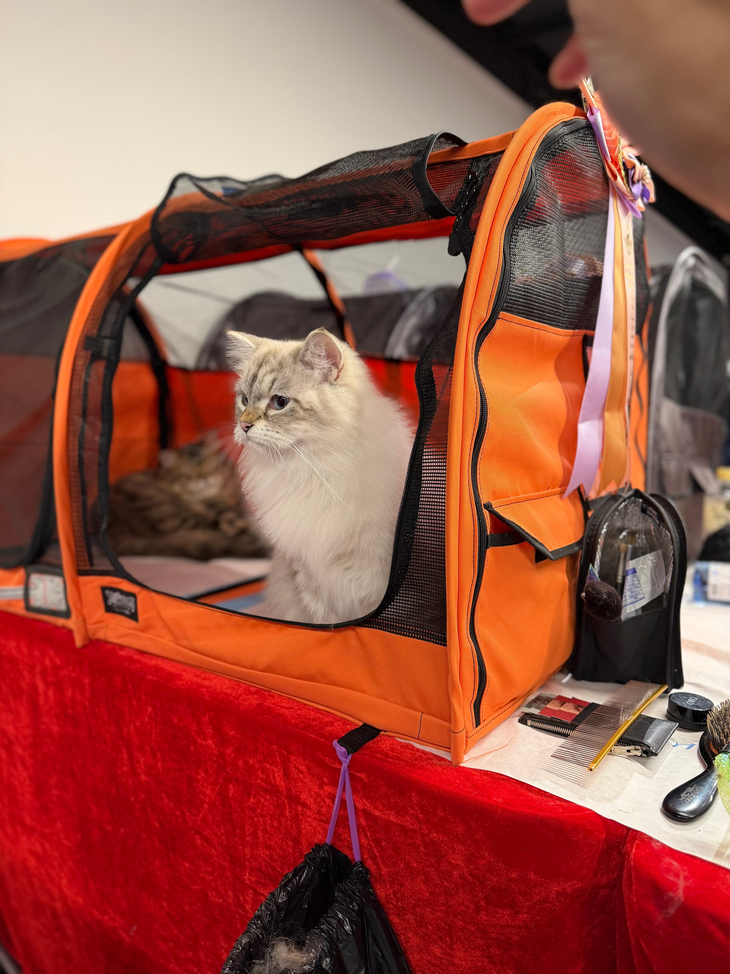 CFA WINTER CHAMPIONSHIP CAT SHOW 13 DEC 2025