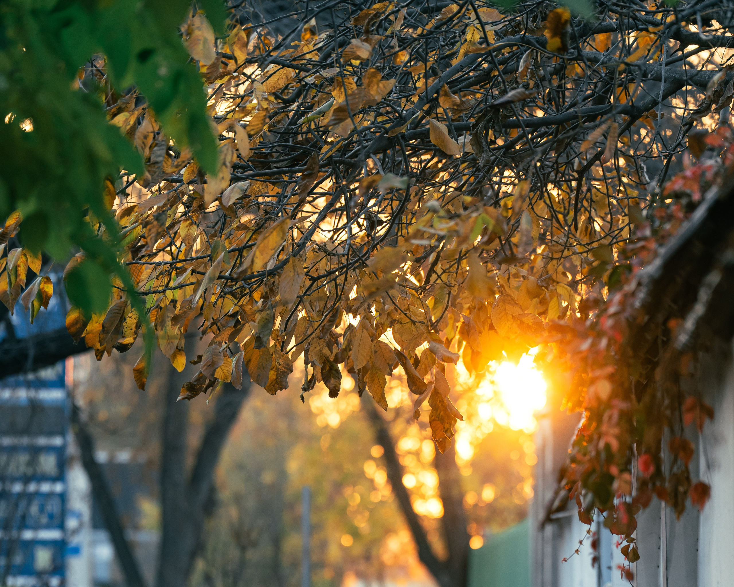 Ташкентская осень. Георгий Намазов | Фотограф в Ташкенте