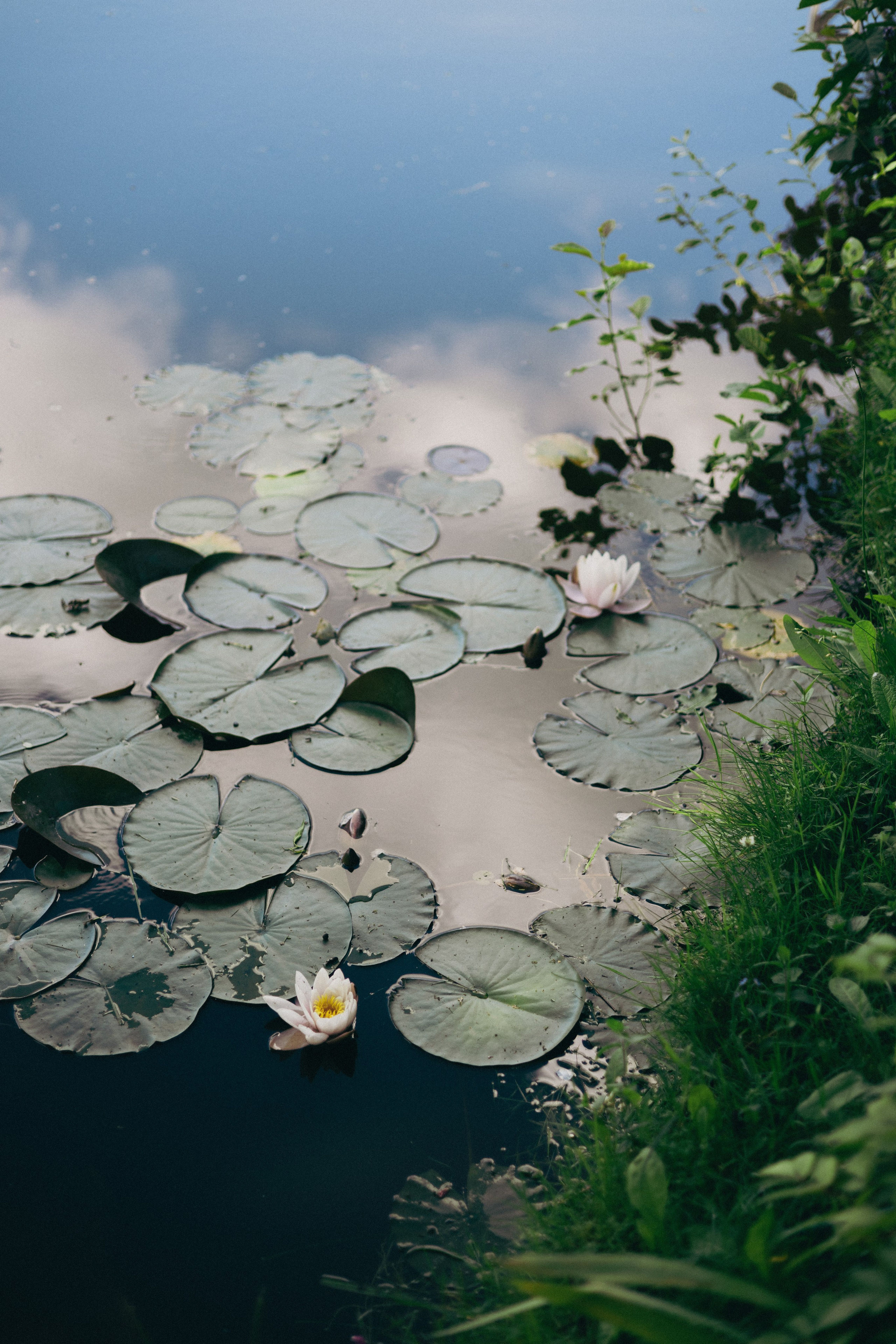 Vasara sode. Портретный фотограф Александра Самозванова